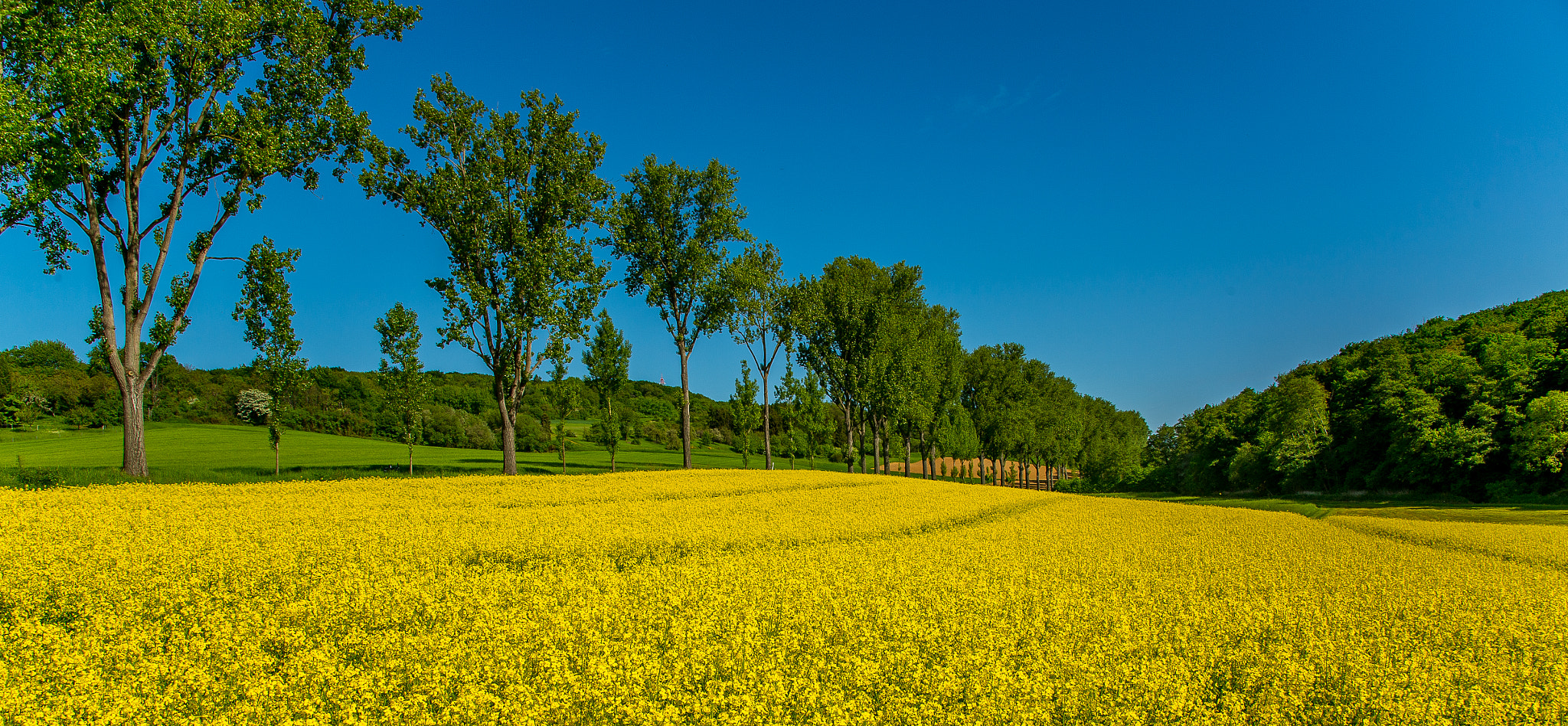 Nikon D4 sample photo. Spring colors photography