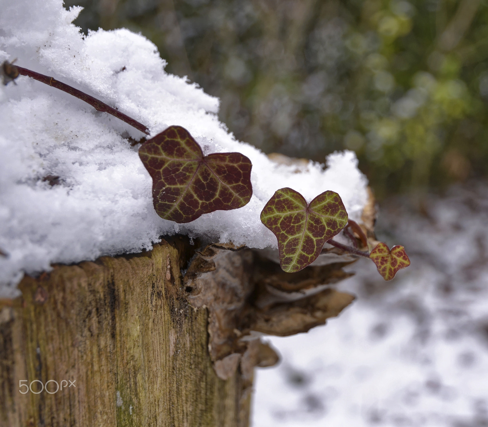 Nikon D3100 sample photo. Leaves in the snow photography