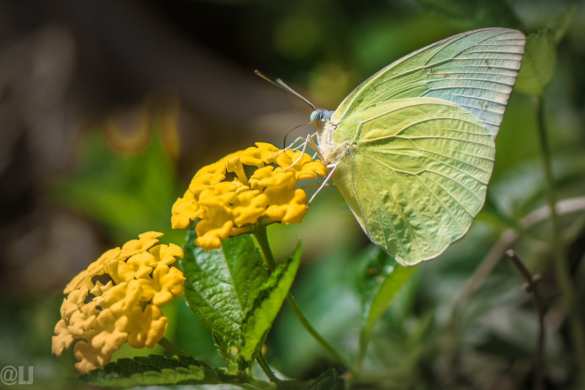Nikon AF-S Micro-Nikkor 105mm F2.8G IF-ED VR sample photo. Yellow on yellow photography