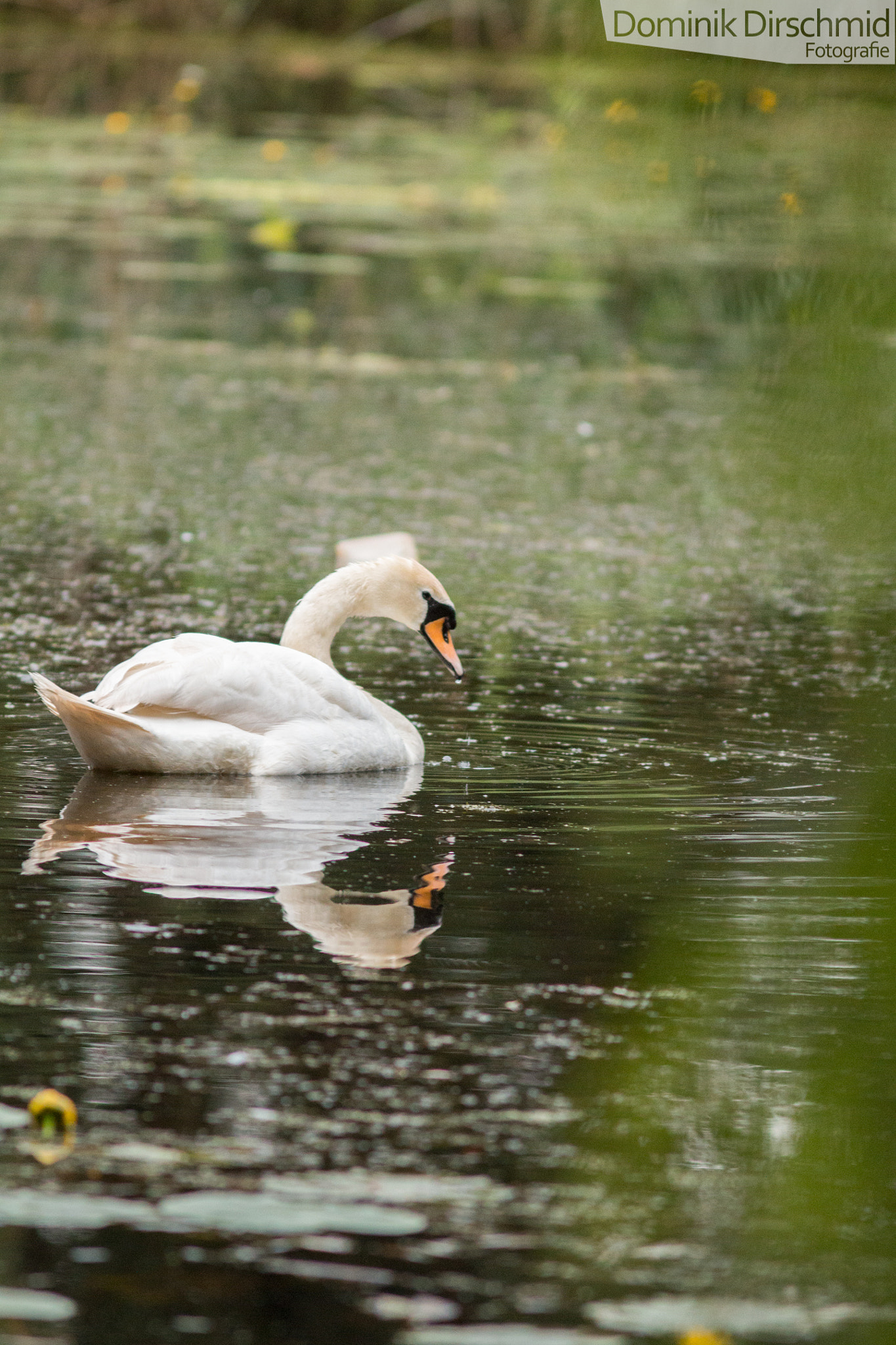 Canon EOS 70D + Canon EF 300mm F4L IS USM sample photo. Swan photography