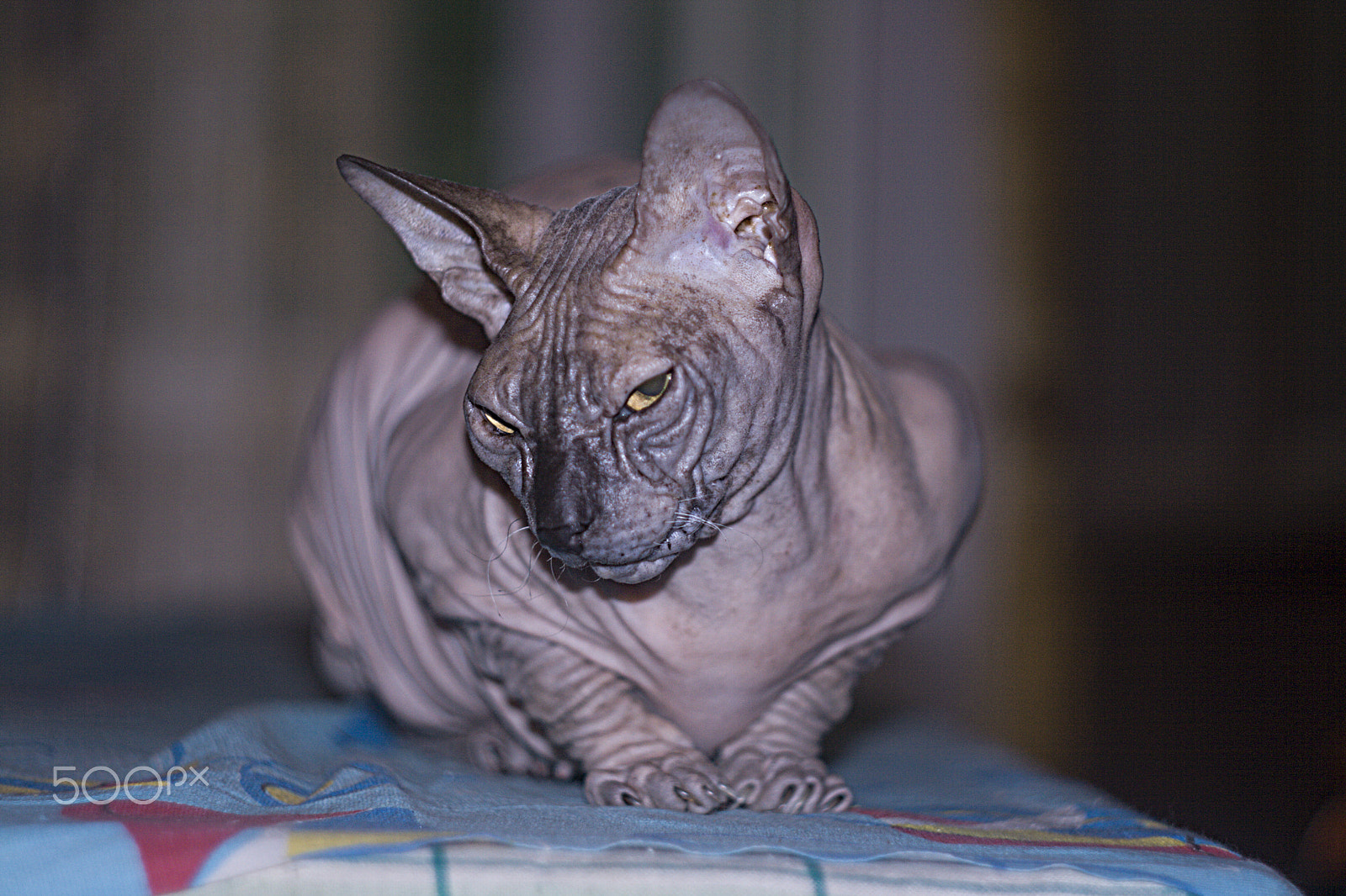 Canon EF 35-80mm f/4-5.6 sample photo. маргоша photography