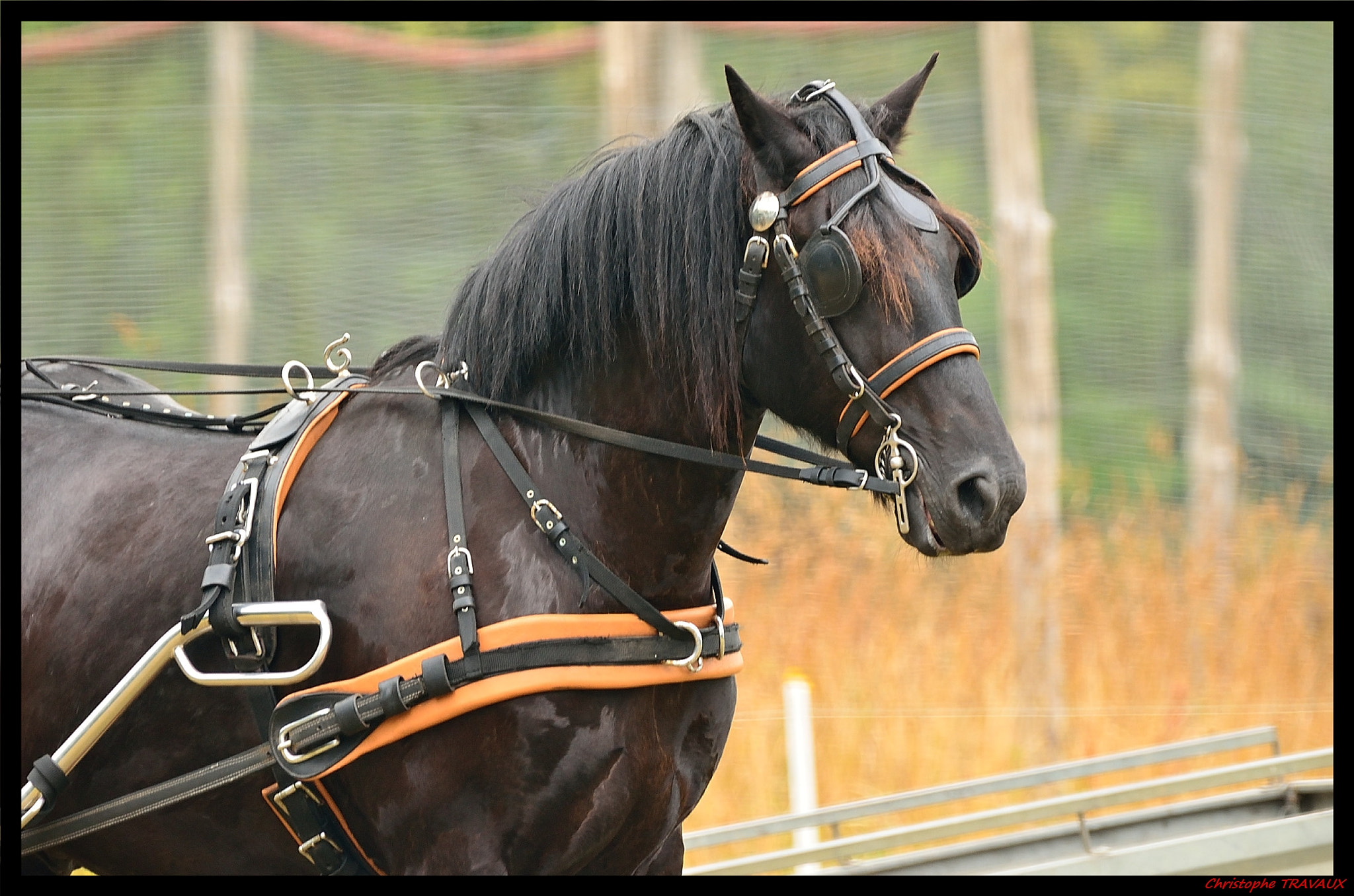 Sigma 150-600mm F5-6.3 DG OS HSM | C sample photo. Gf photography