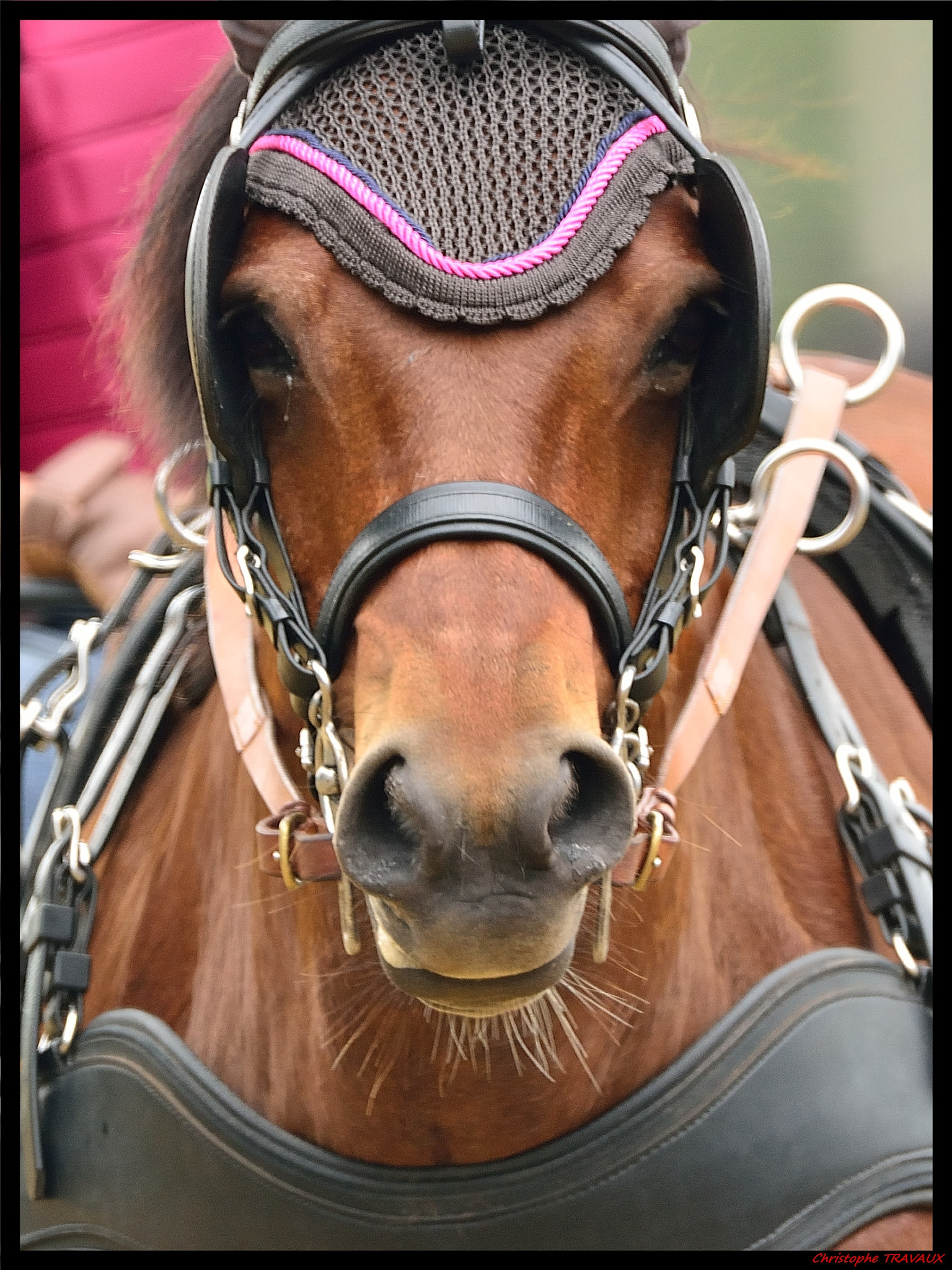 Sigma 150-600mm F5-6.3 DG OS HSM | C sample photo. Gf photography