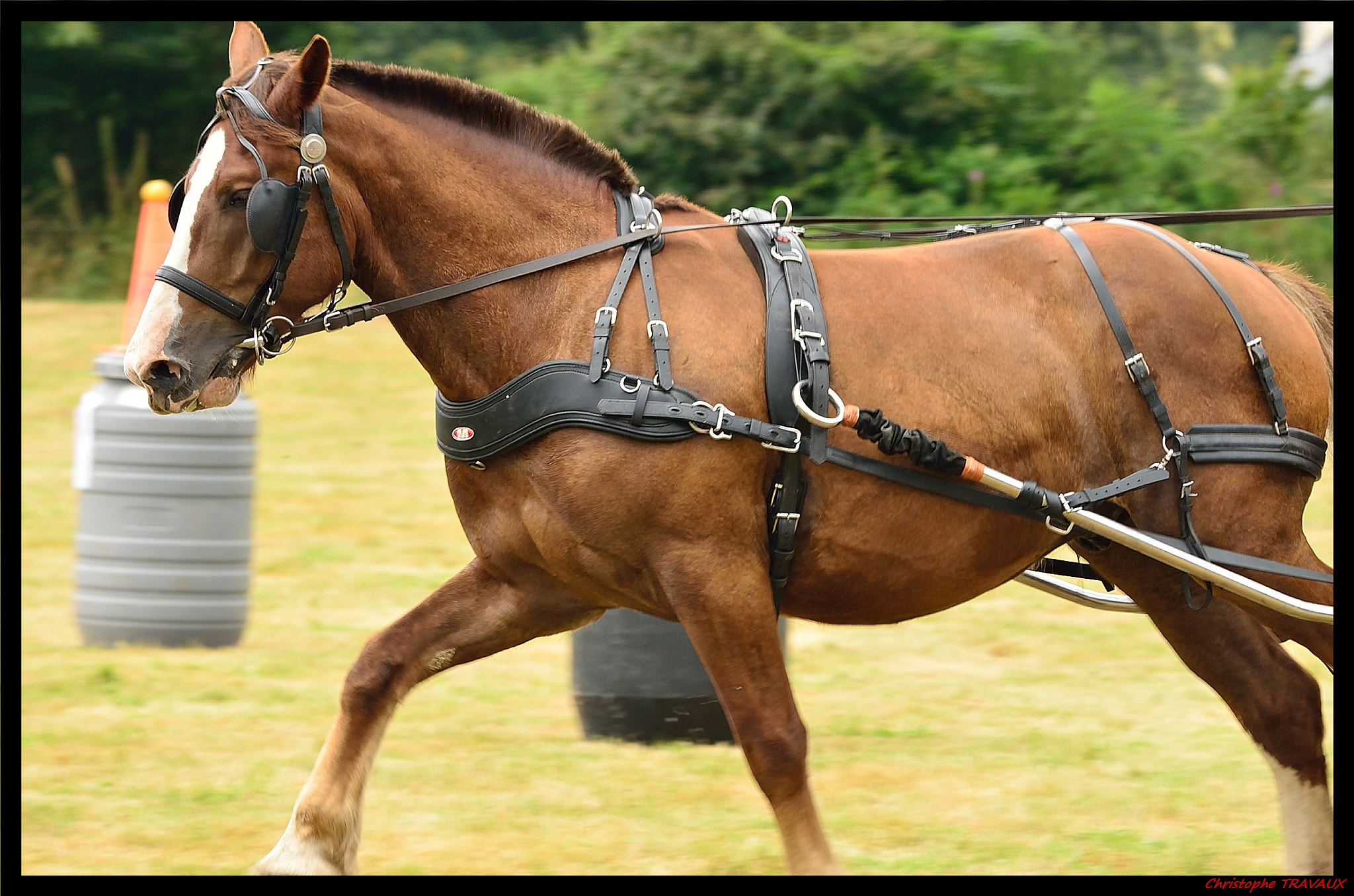 Sigma 150-600mm F5-6.3 DG OS HSM | C sample photo. Gf photography