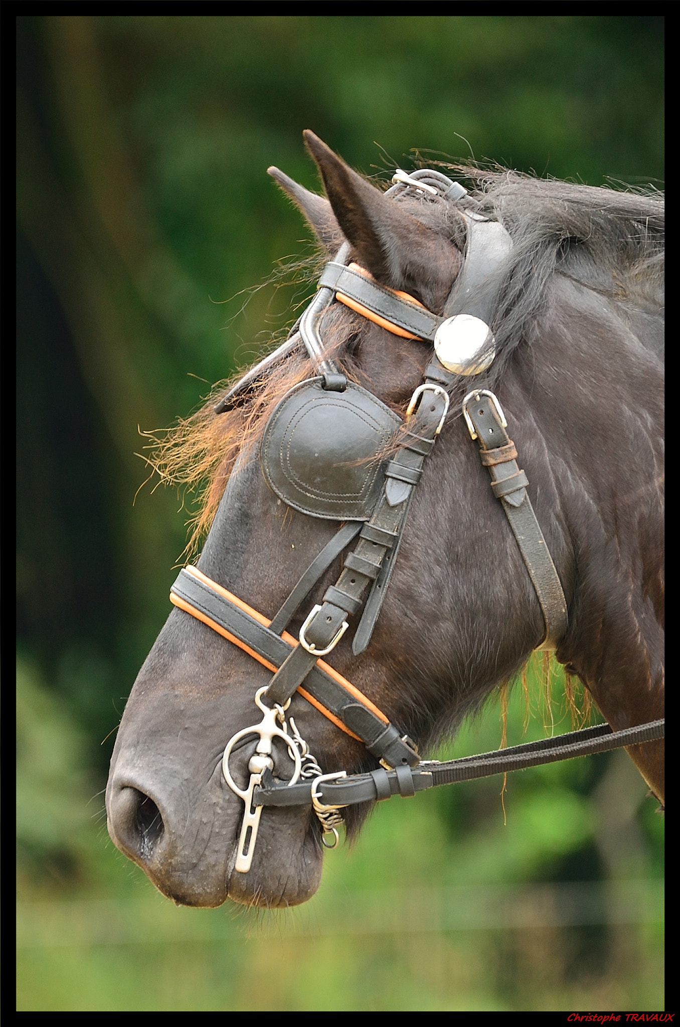 Sigma 150-600mm F5-6.3 DG OS HSM | C sample photo. Gf photography