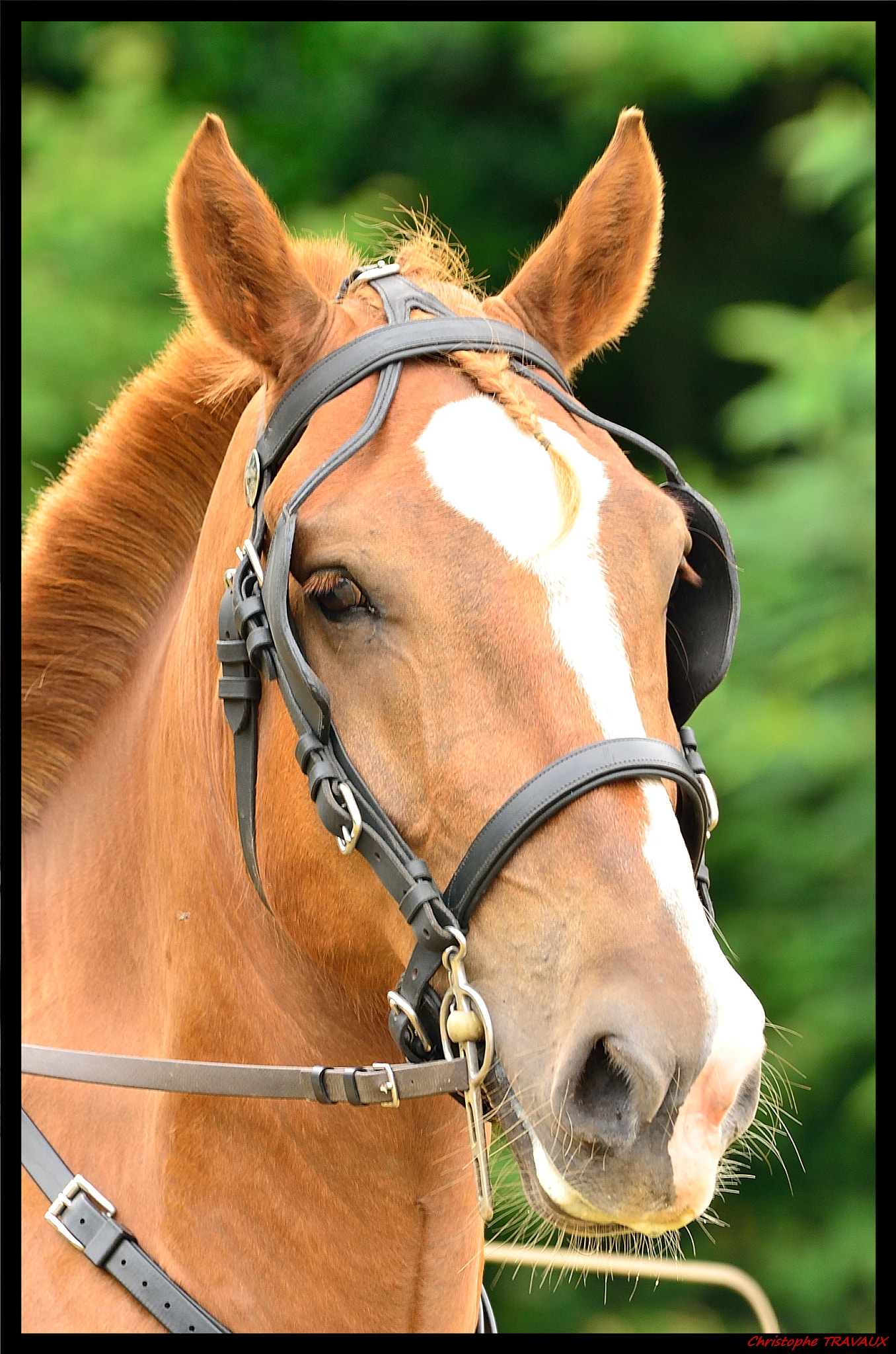 Sigma 150-600mm F5-6.3 DG OS HSM | C sample photo. Gf photography