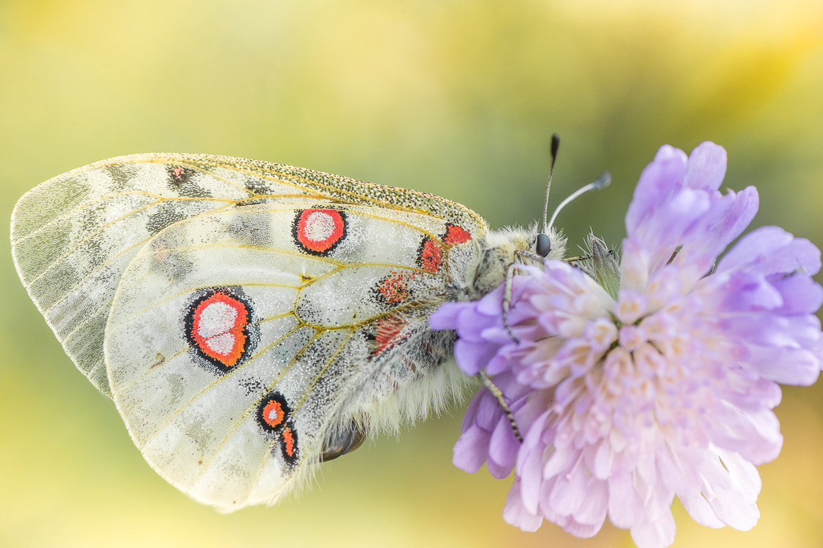 Nikon Df sample photo. Mountain apollo photography