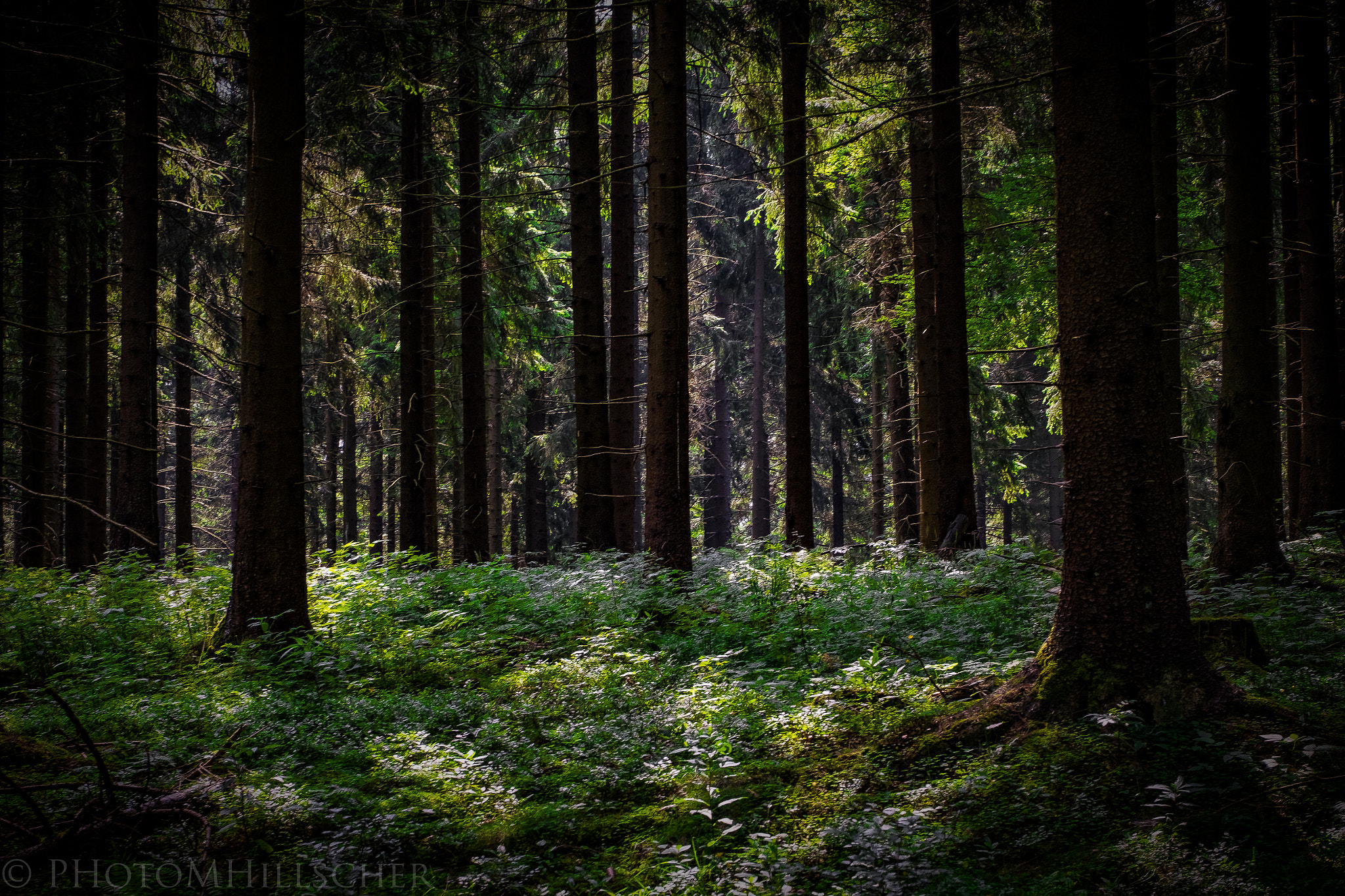 Fujifilm X-T1 + ZEISS Touit 50mm F2.8 sample photo. Thuringian forest photography