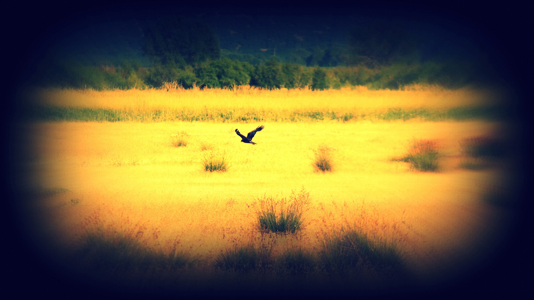 Sony DT 55-200mm F4-5.6 SAM sample photo. Harrier photography