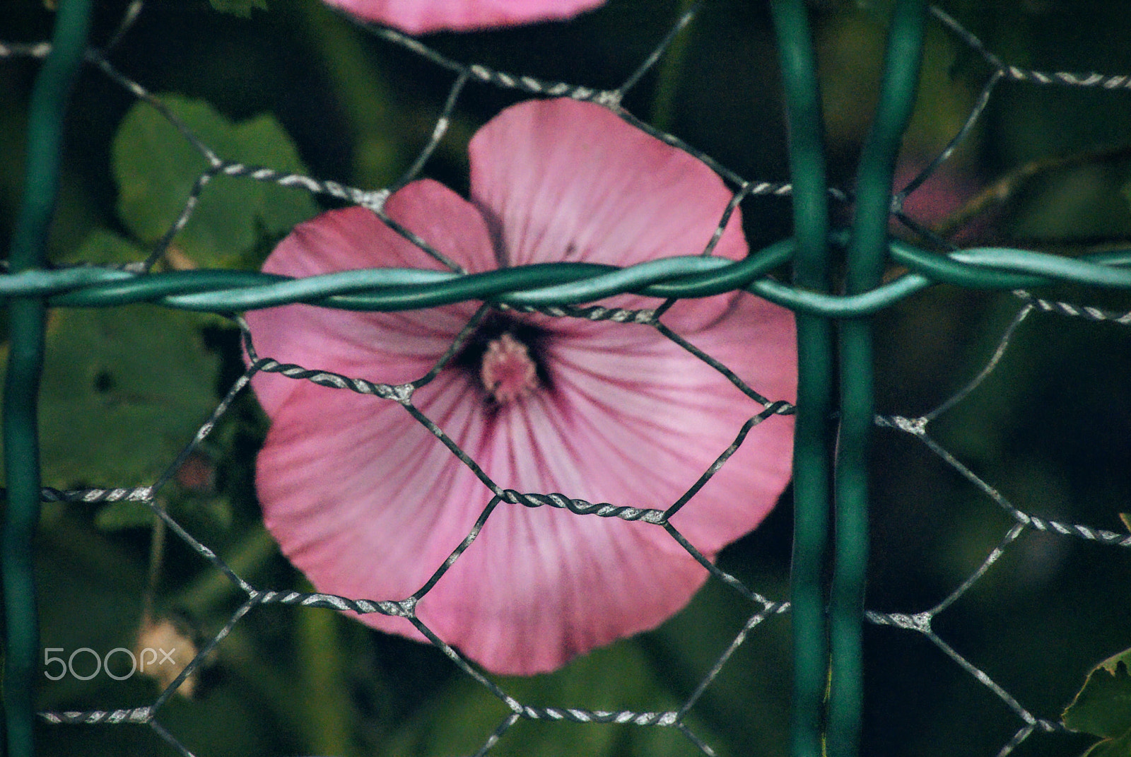 Sony Alpha DSLR-A200 + Tamron Lens (255) sample photo. Rebel photography