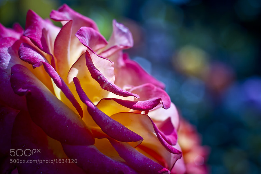 The Rose by David Herreman