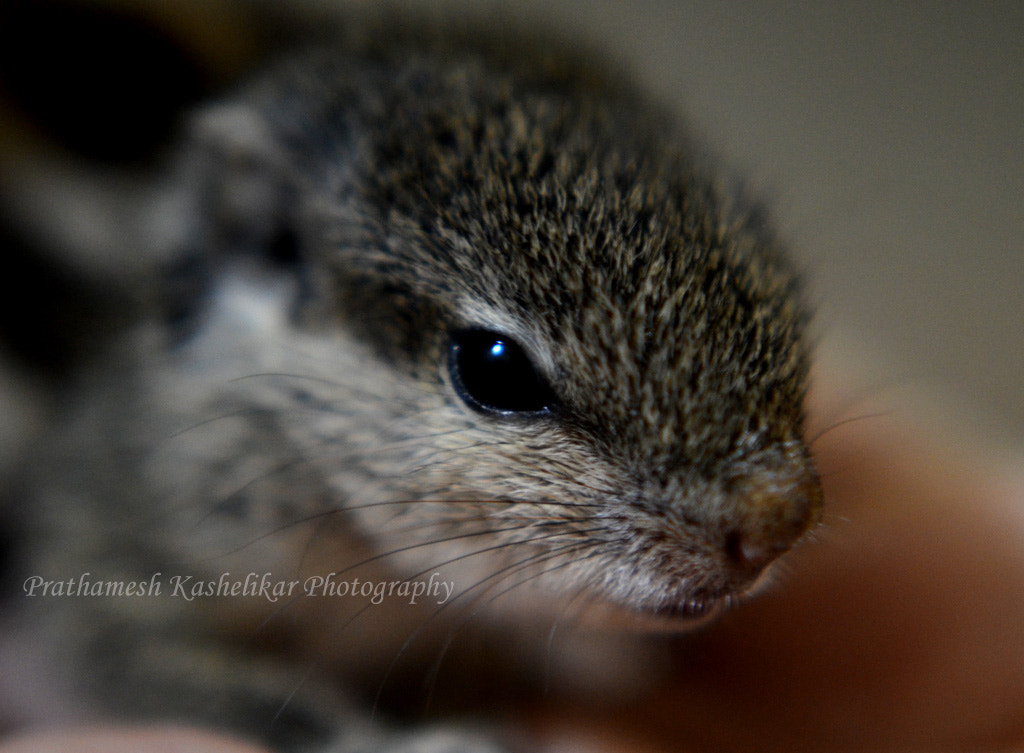 IX-Nikkor 60-180mm f/4.5-5.6 sample photo. Squirrel photography