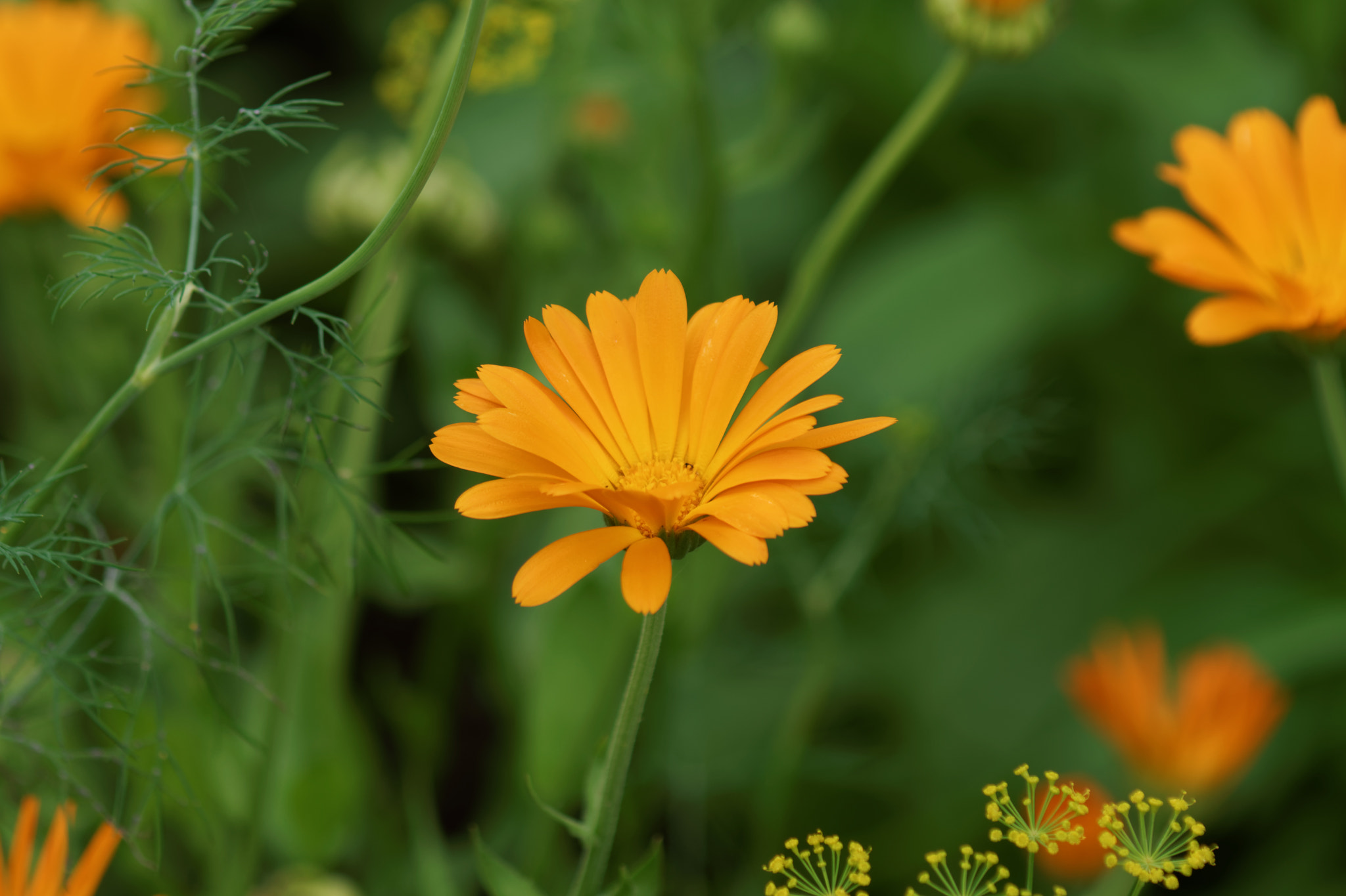 Sony 75-300mm F4.5-5.6 sample photo. Orange flower photography