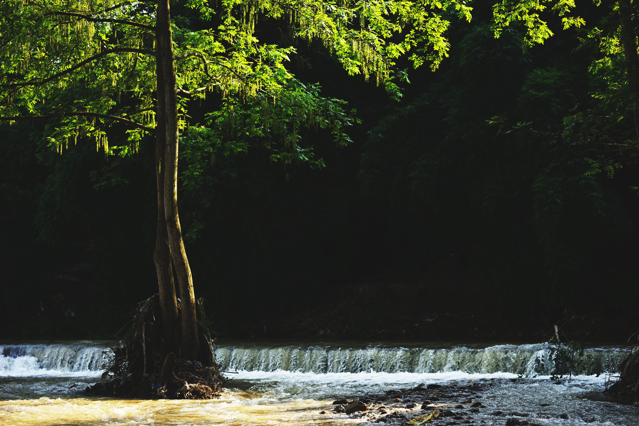 Sony a7 + Sony FE 85mm F1.4 GM sample photo. Tree photography