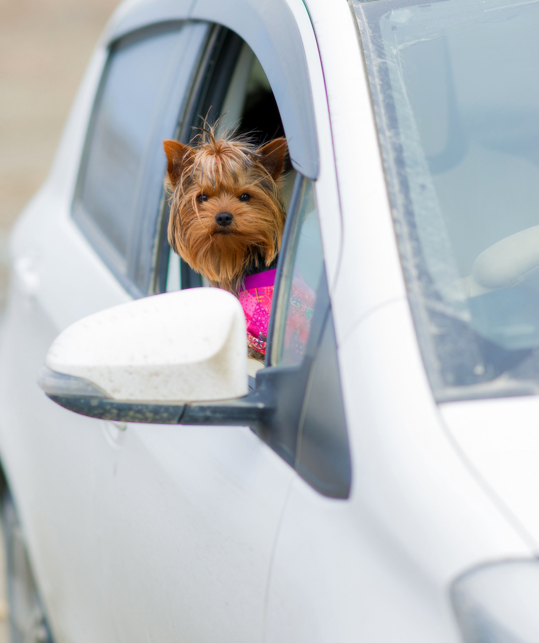 Sony Sonnar T* 135mm F1.8 ZA sample photo. Shaggy driver. photography
