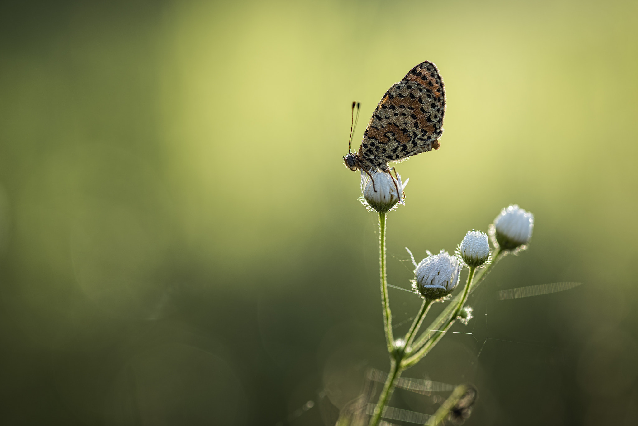 ZEISS Milvus 100mm F2 Macro sample photo. New bright day photography