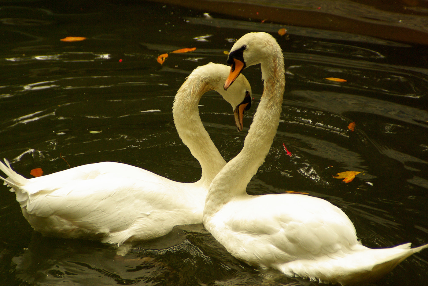 Pentax K10D sample photo. Swan love photography