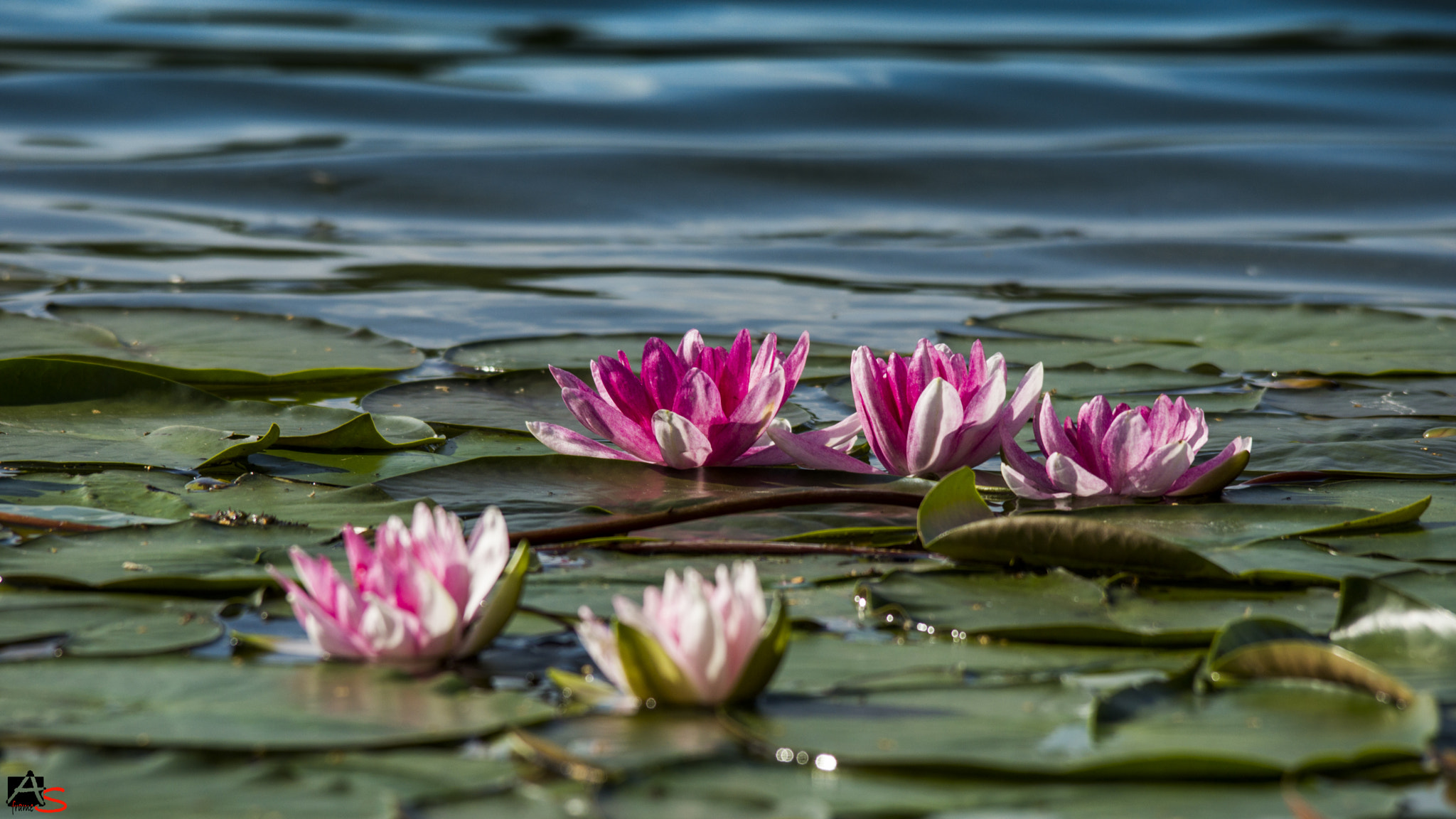 Sigma 150-500mm F5-6.3 DG OS HSM sample photo. Star lotus photography