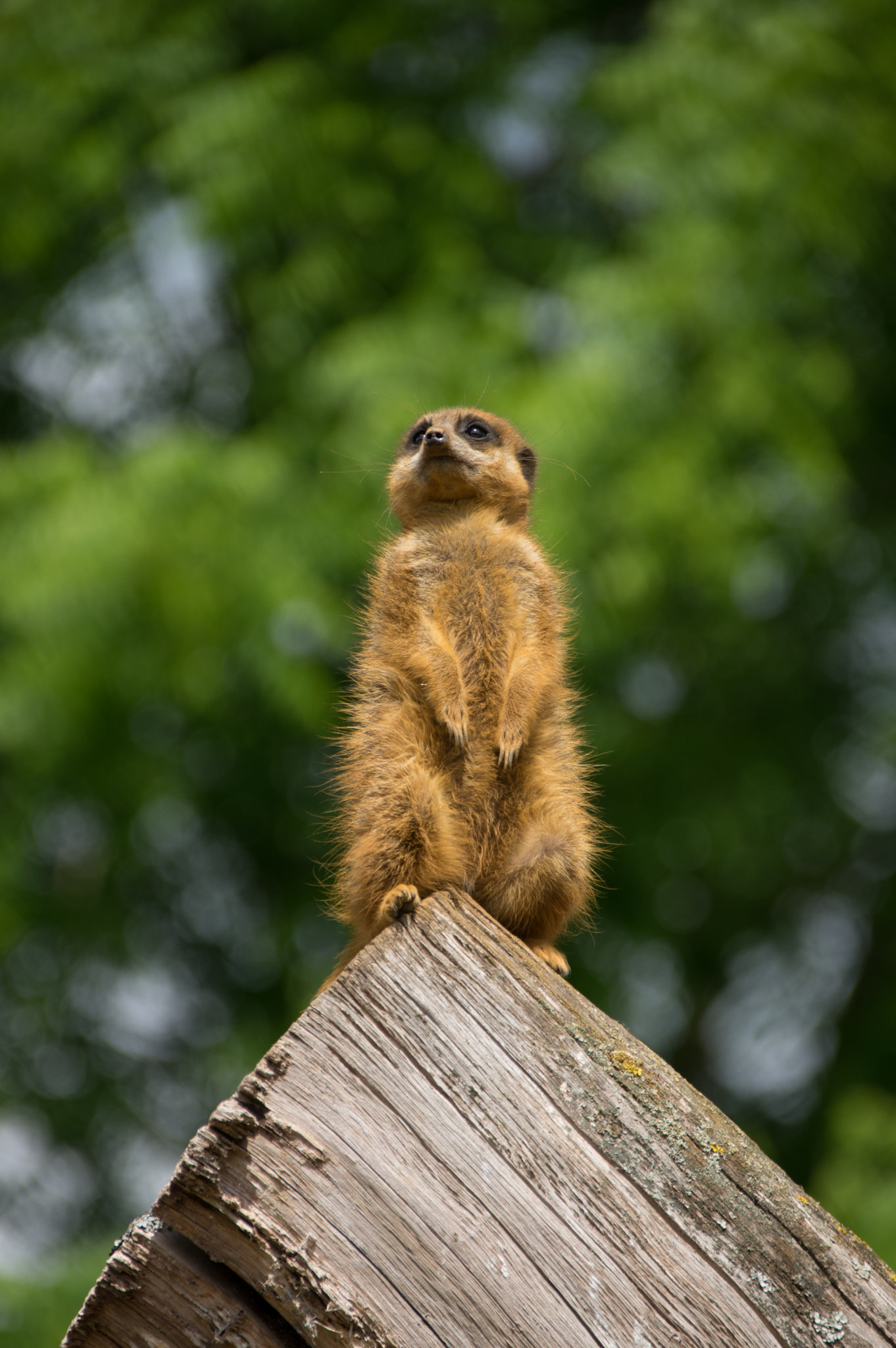 Sigma 18-300mm F3.5-6.3 DC Macro HSM sample photo. Surveying my kingdom photography