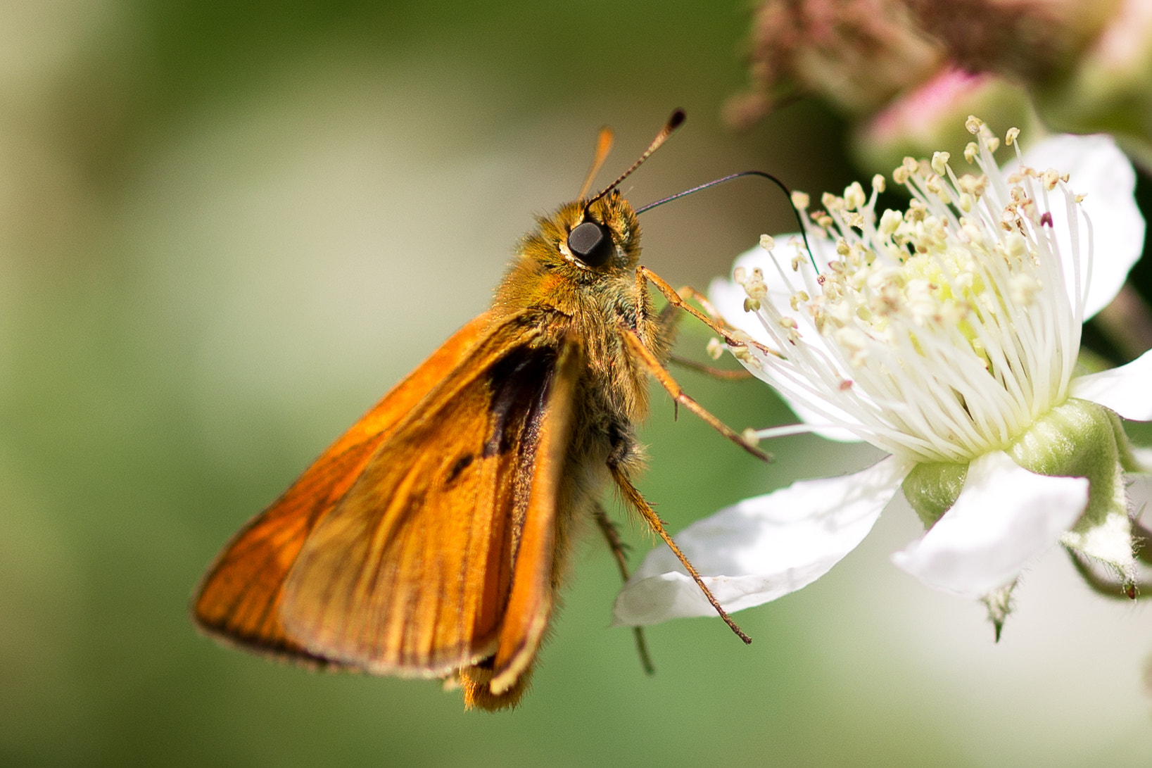 ZEISS Milvus 100mm F2 Macro sample photo. Nektar photography