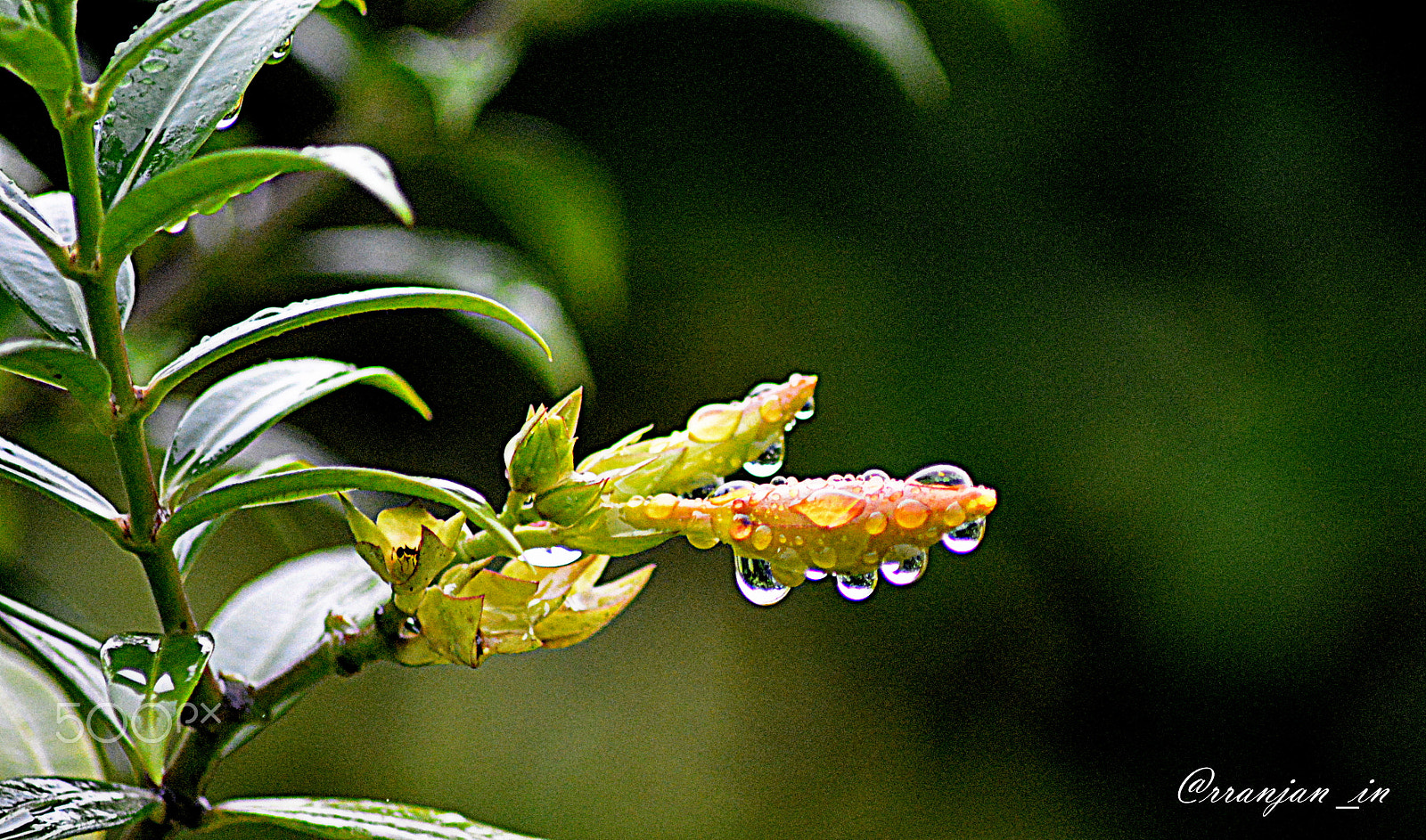 Nikon AF Nikkor 70-300mm F4-5.6G sample photo. Drops photography