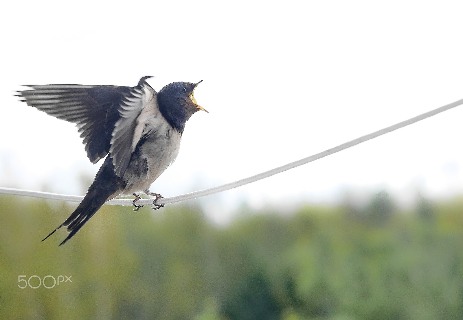 Panasonic Lumix DMC-GX7 + Olympus M.Zuiko Digital 45mm F1.8 sample photo. ... photography