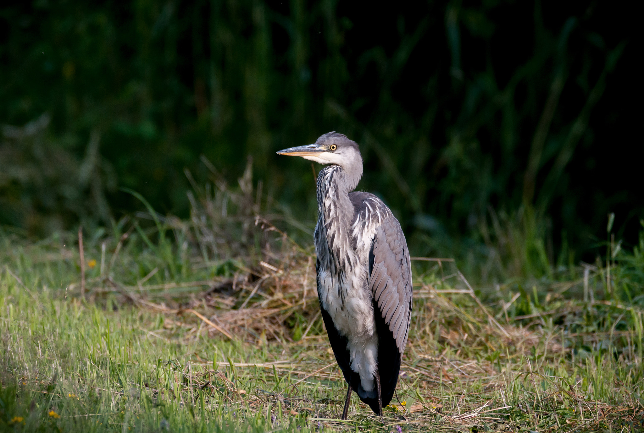 Sigma 150-600mm F5-6.3 DG OS HSM | C sample photo. Ardea cinerea photography