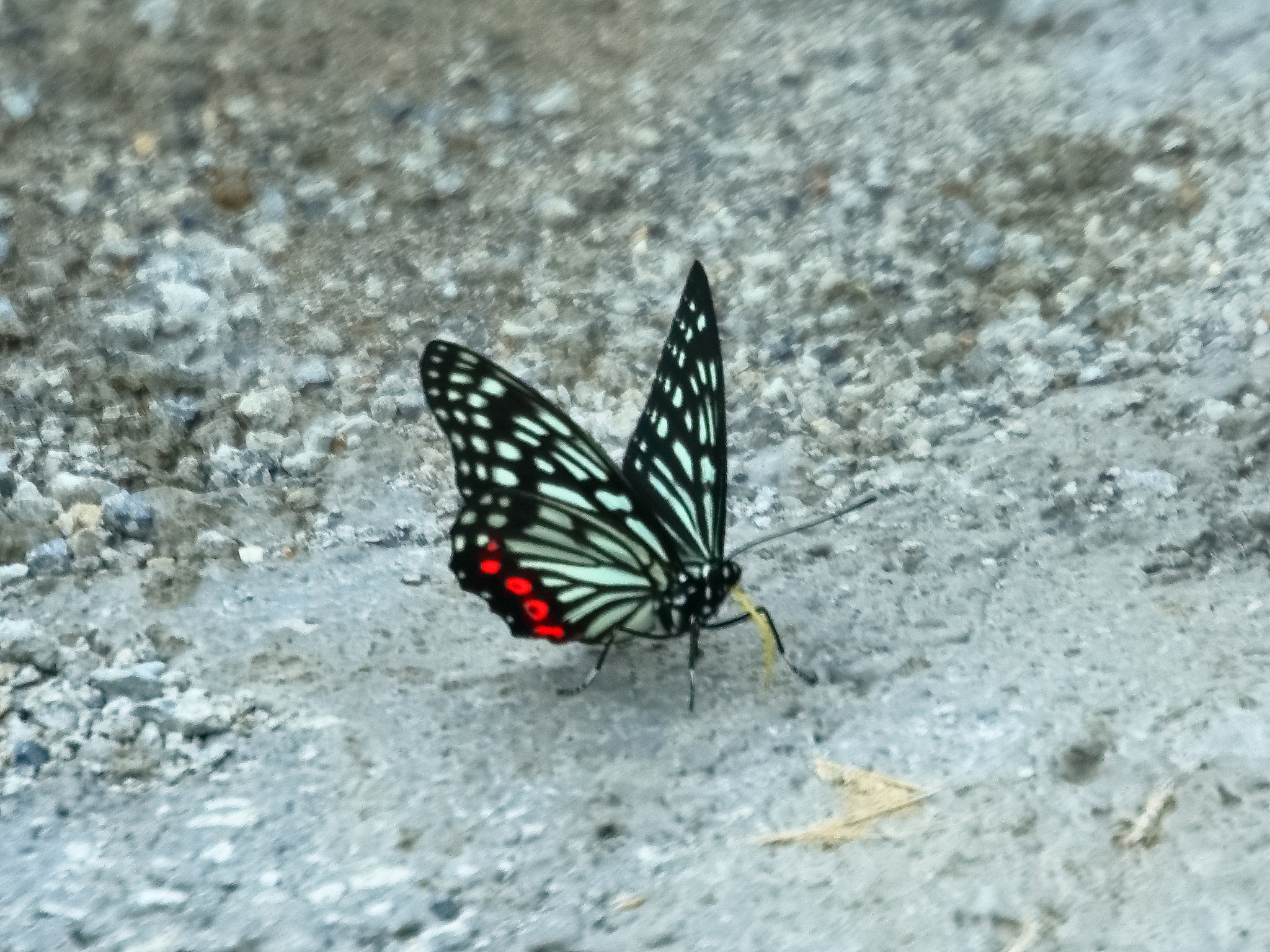 Canon EOS 7D Mark II + Canon EF 70-300mm F4.5-5.6 DO IS USM sample photo. Butterfly photography