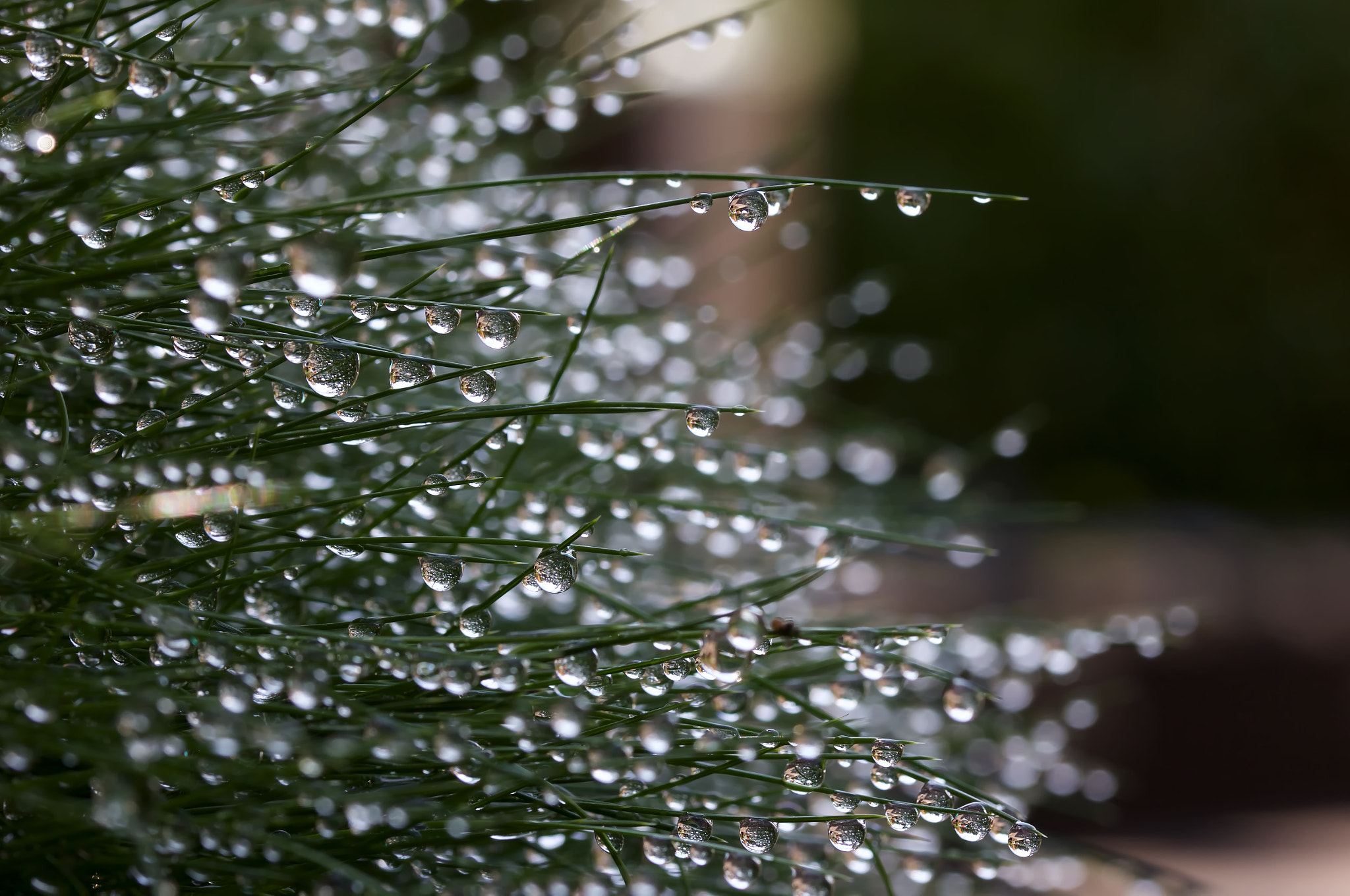 Sigma 105mm F2.8 EX DG OS HSM sample photo. Wassertropfen photography