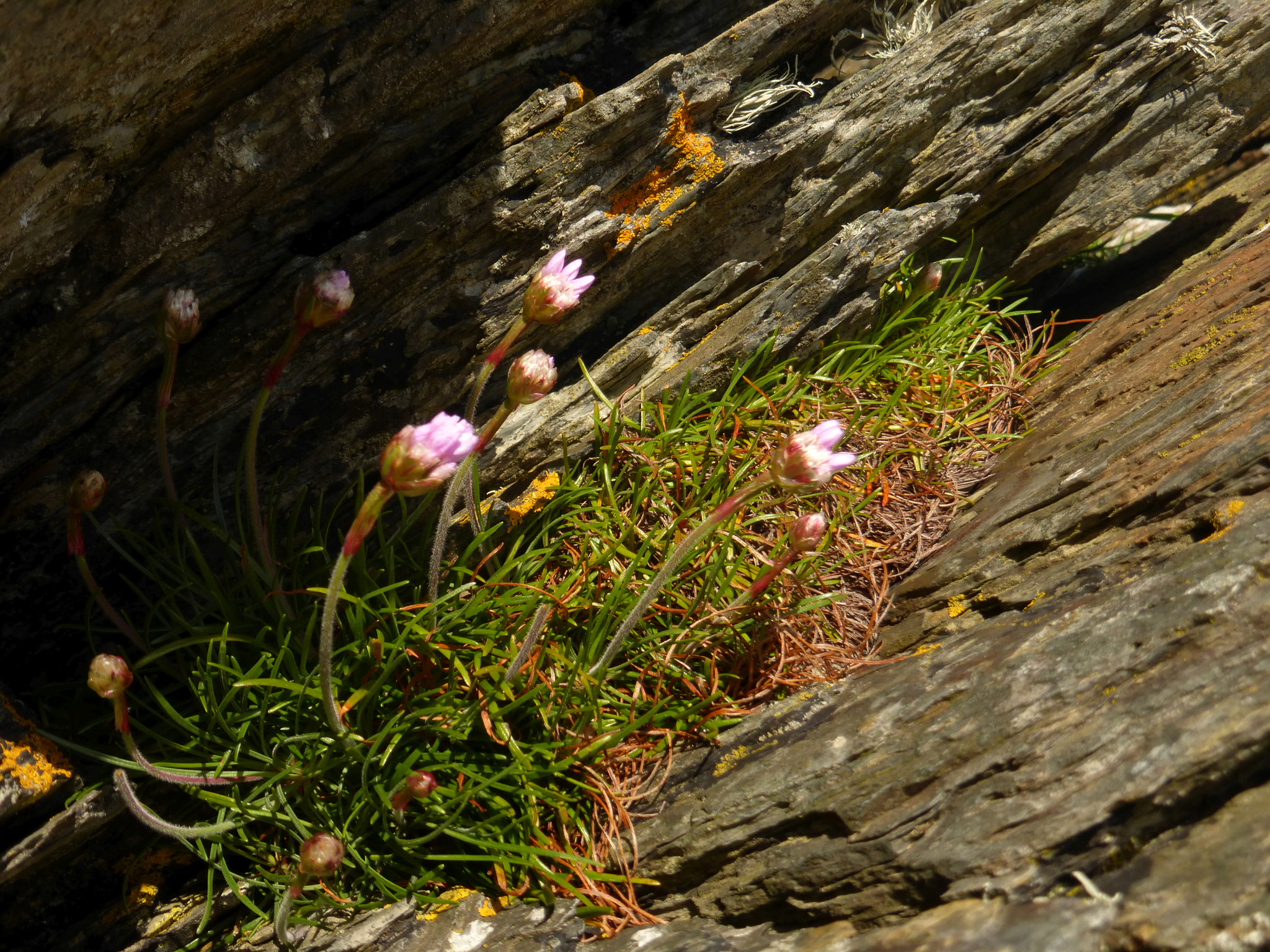 Panasonic DMC-TZ36 sample photo. Rock flowers photography