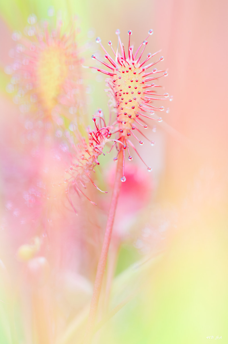 Sigma 150mm F2.8 EX DG OS Macro HSM sample photo. Sonnentau photography