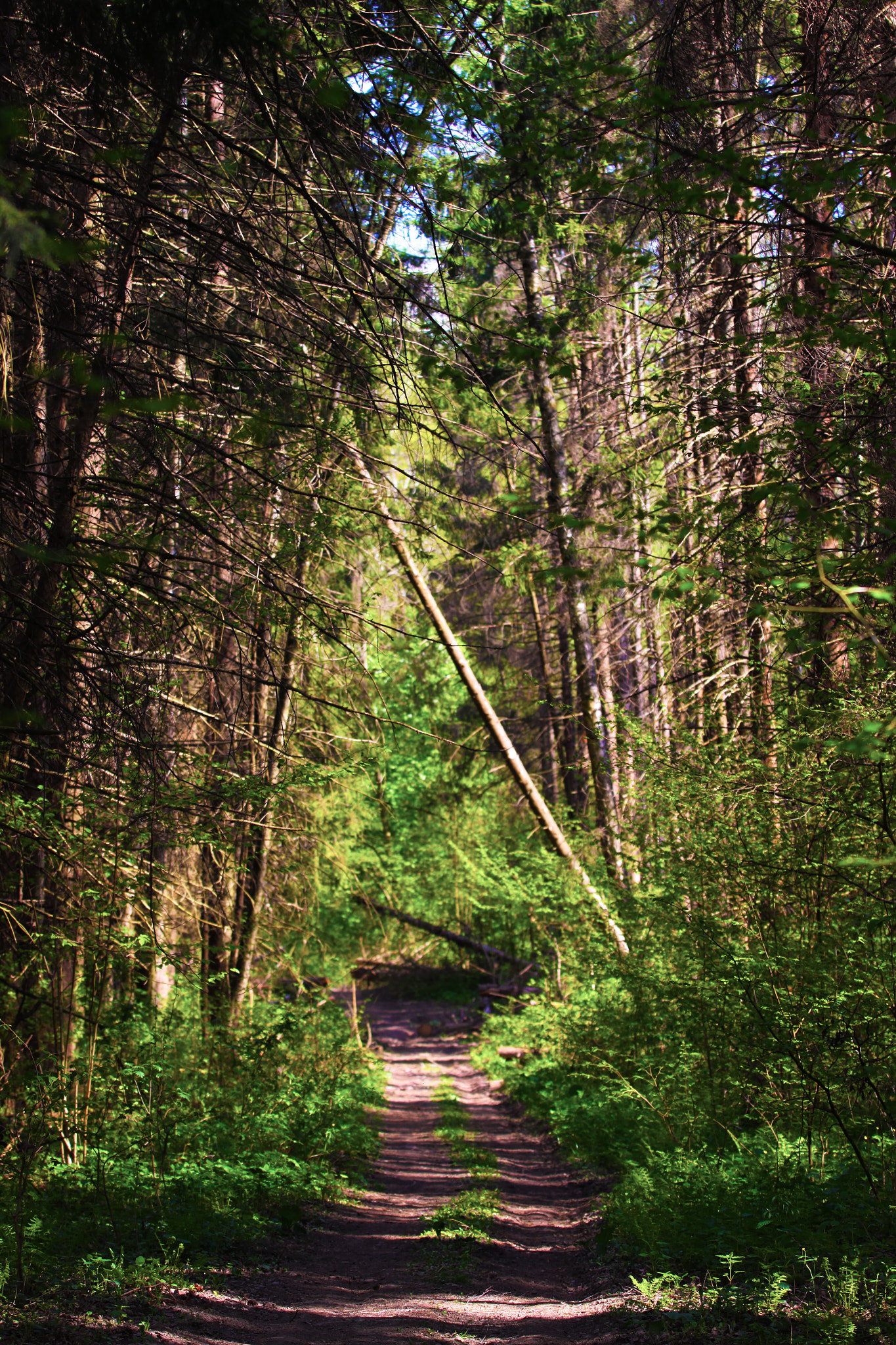 Canon EF 70-200mm F2.8L USM sample photo. Beautiful forest photography
