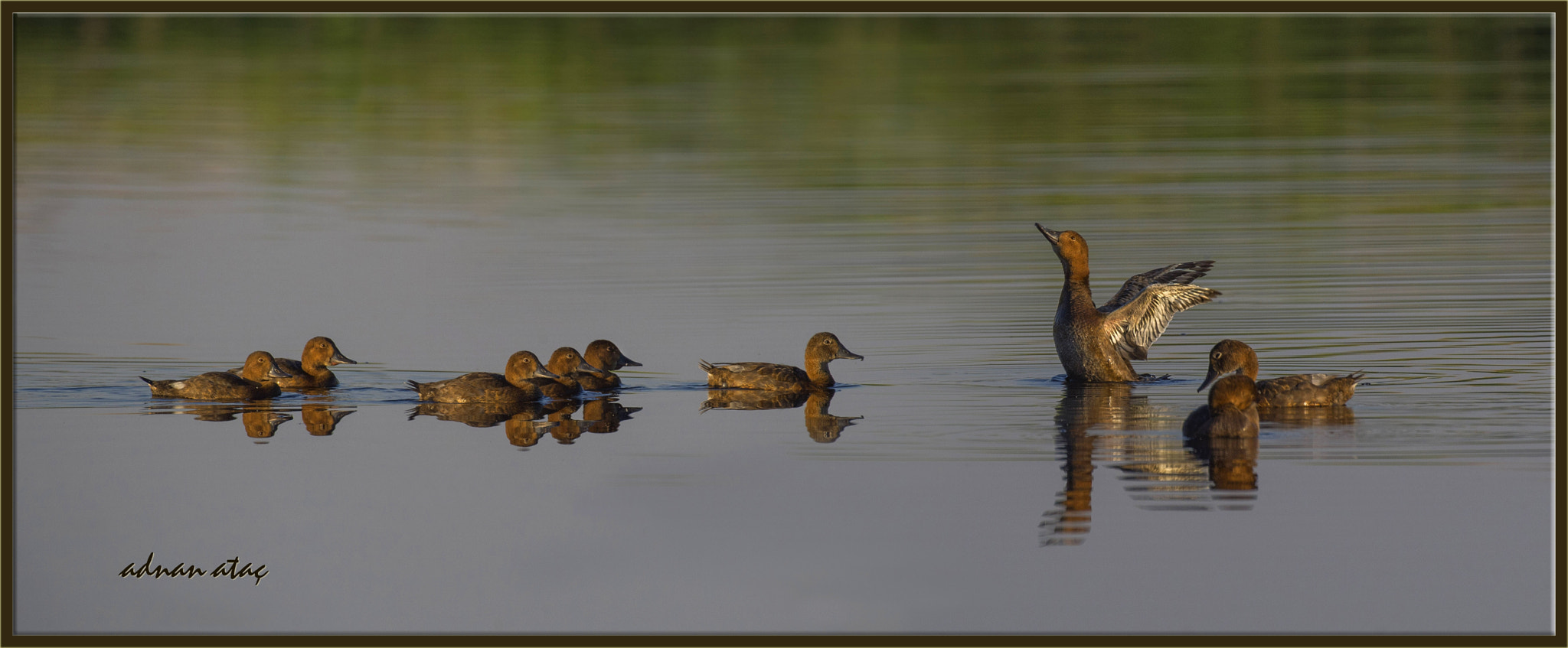 Sigma 300-800mm F5.6 EX DG HSM sample photo. Elmabaş patka - aythya ferina - common pochard photography