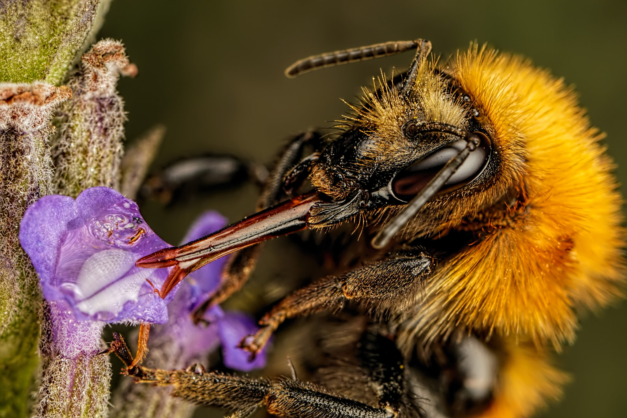 Canon MP-E 65mm F2.5 1-5x Macro Photo sample photo. Feeding common carder bee photography