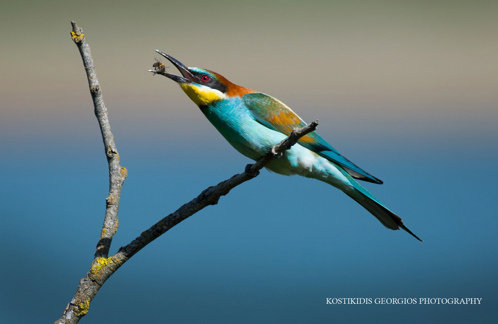Nikon AF-S Nikkor 200-500mm F5.6E ED VR sample photo. Μελισσοφάγος- merops apiaster photography