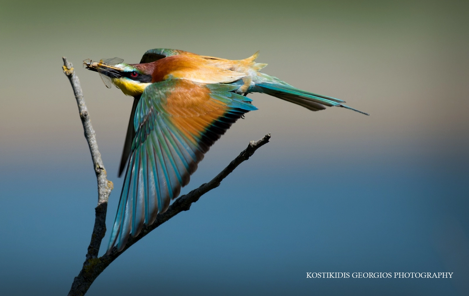Nikon AF-S Nikkor 200-500mm F5.6E ED VR sample photo. Μελισσοφάγος- merops apiaster photography