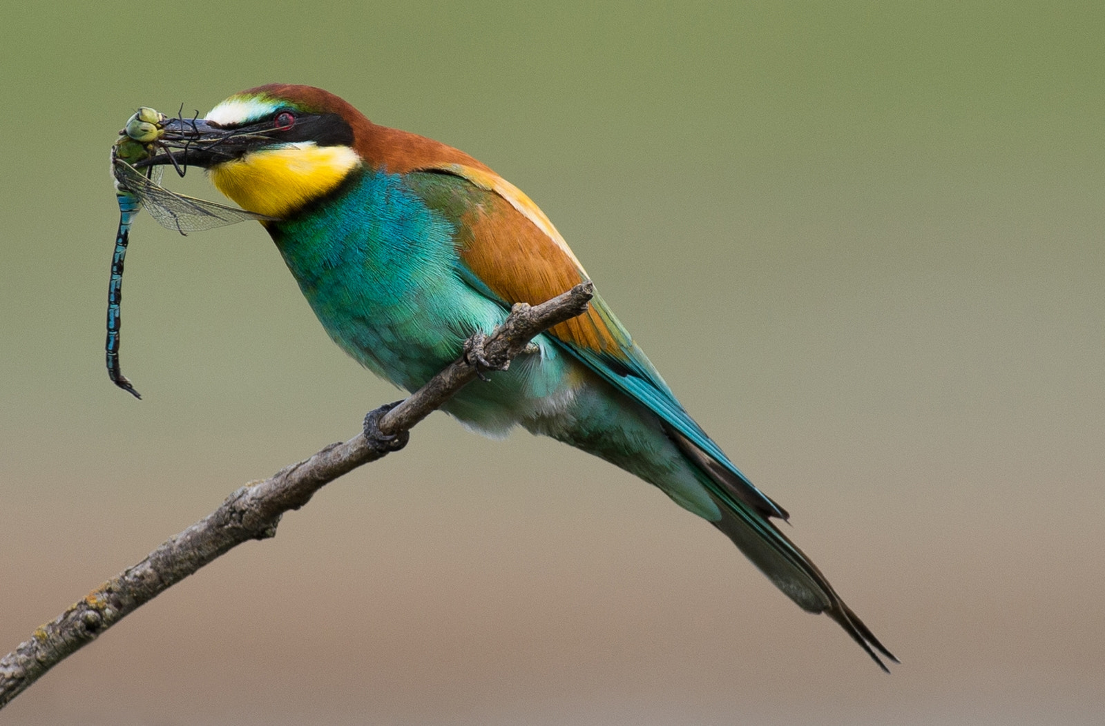 Nikon AF-S Nikkor 200-500mm F5.6E ED VR sample photo. Μελισσοφάγος- merops apiaster photography