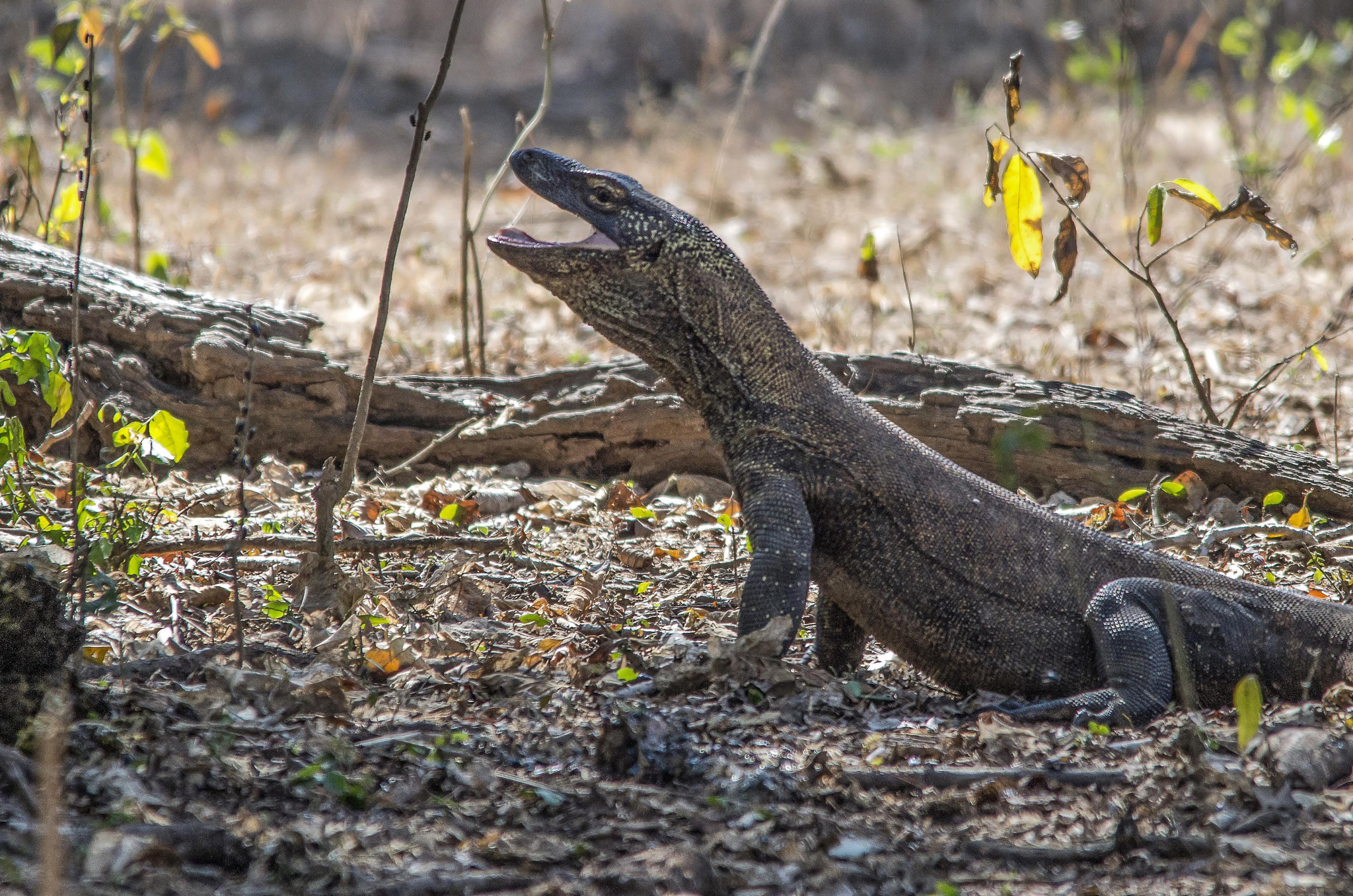 Sigma 150-500mm F5-6.3 DG OS HSM sample photo. Komodo dragon photography