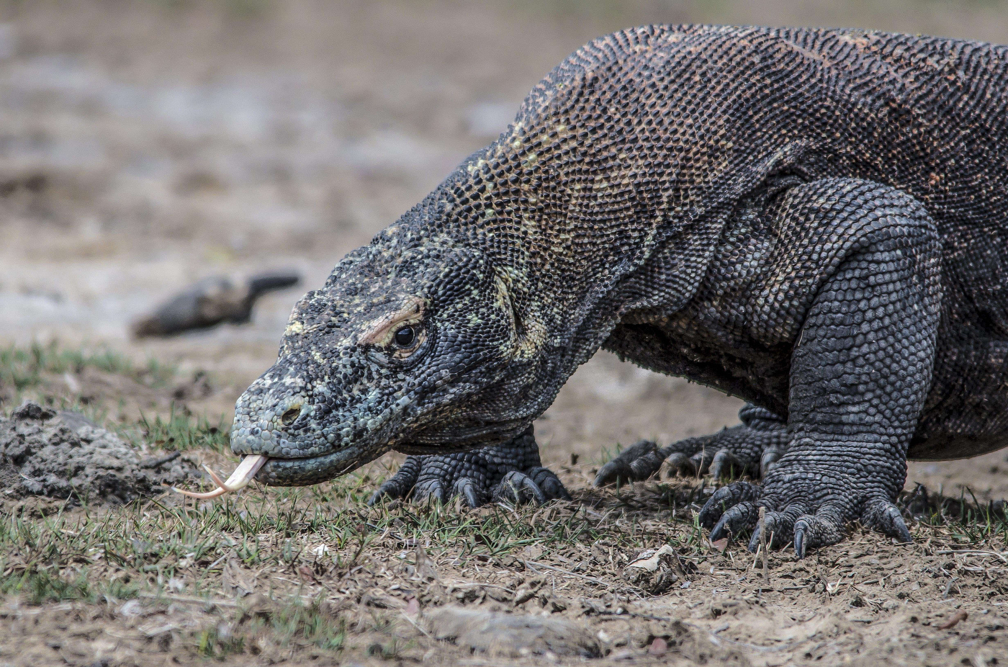Sigma 150-500mm F5-6.3 DG OS HSM sample photo. Komodo dragon photography