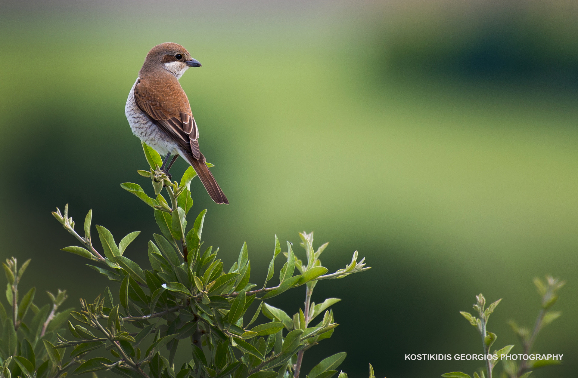 Nikon AF-S Nikkor 200-500mm F5.6E ED VR sample photo. Αετομάχος photography