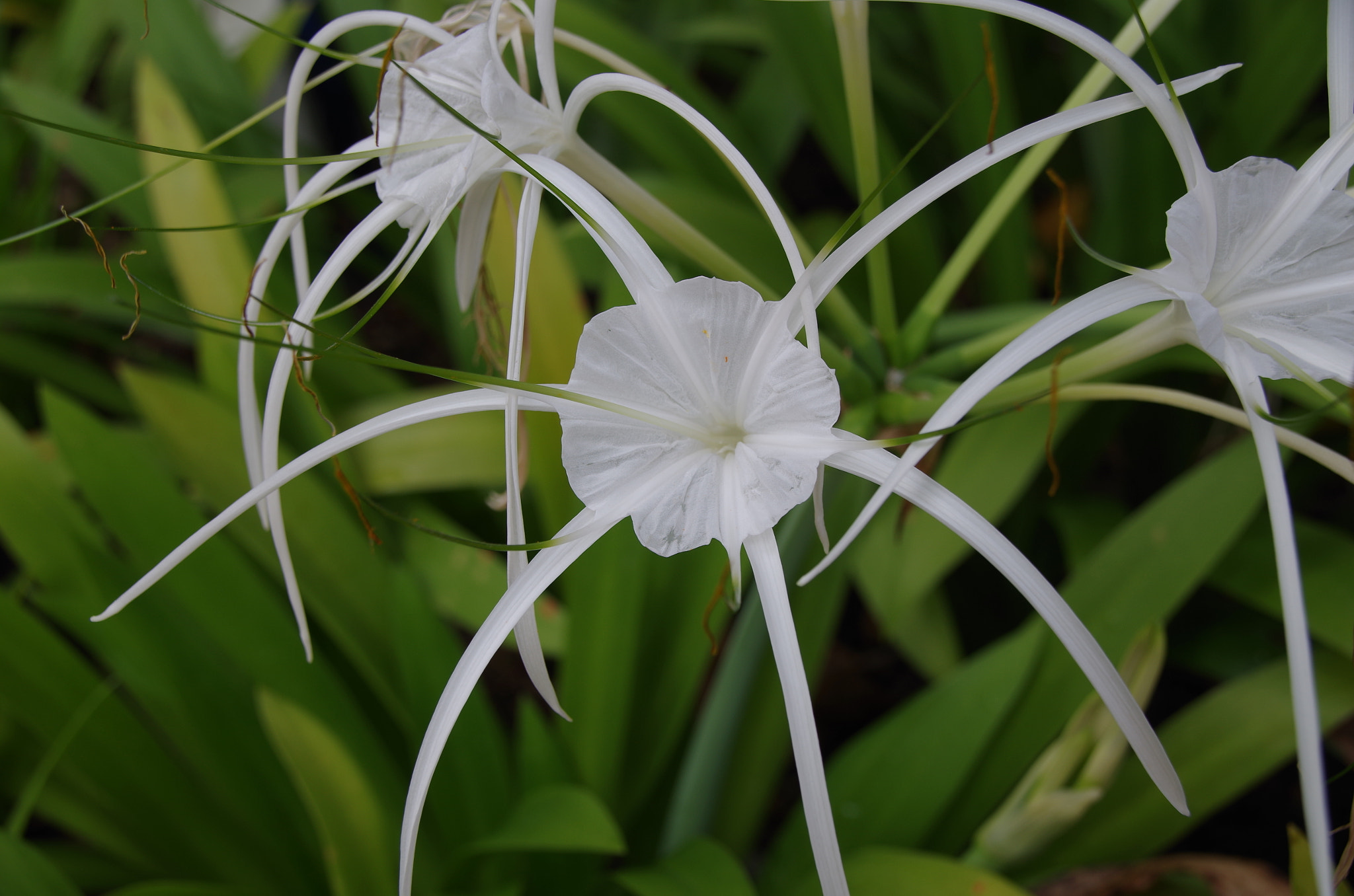 Pentax K-50 sample photo. Spider orchid! photography