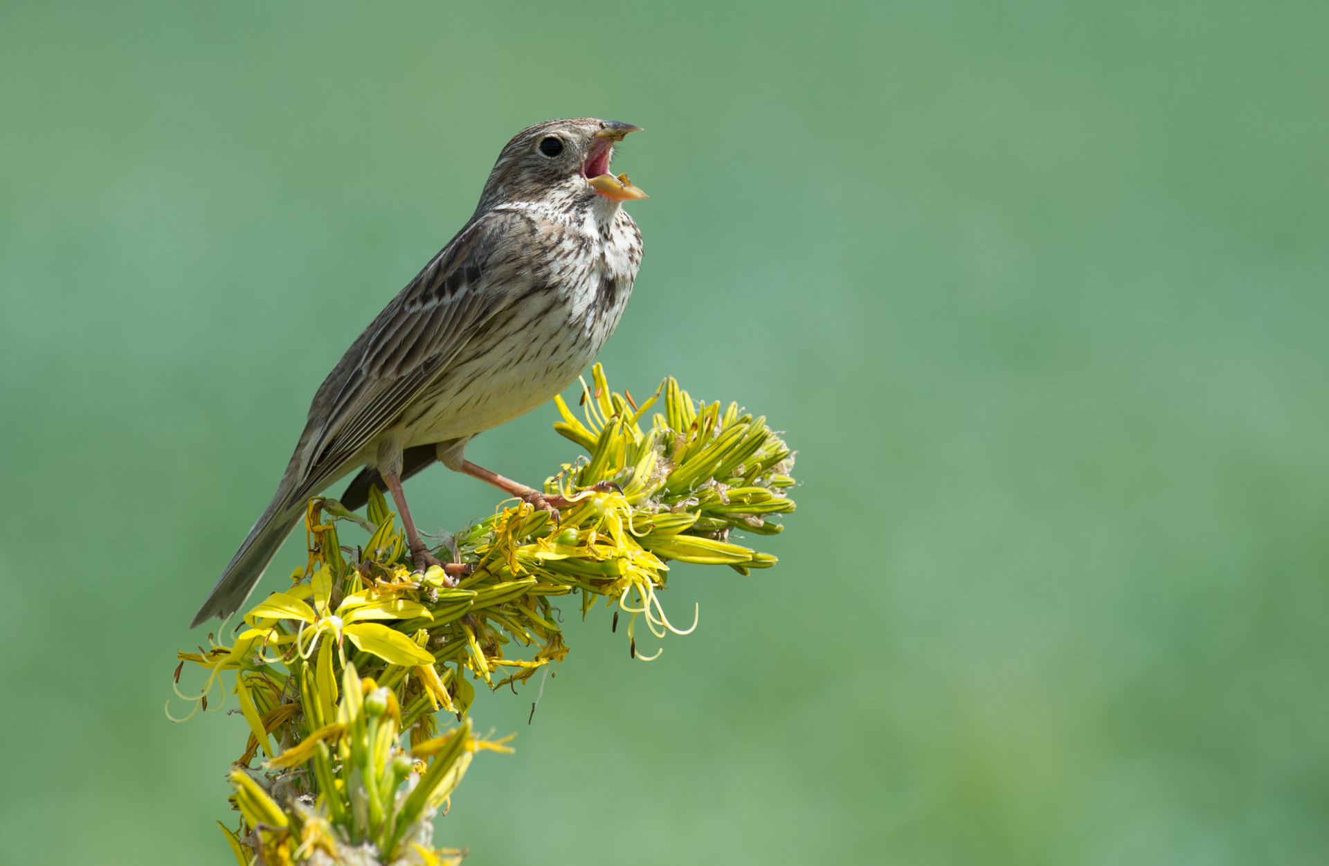 Nikon AF-S Nikkor 200-500mm F5.6E ED VR sample photo. Τσιφτάς photography