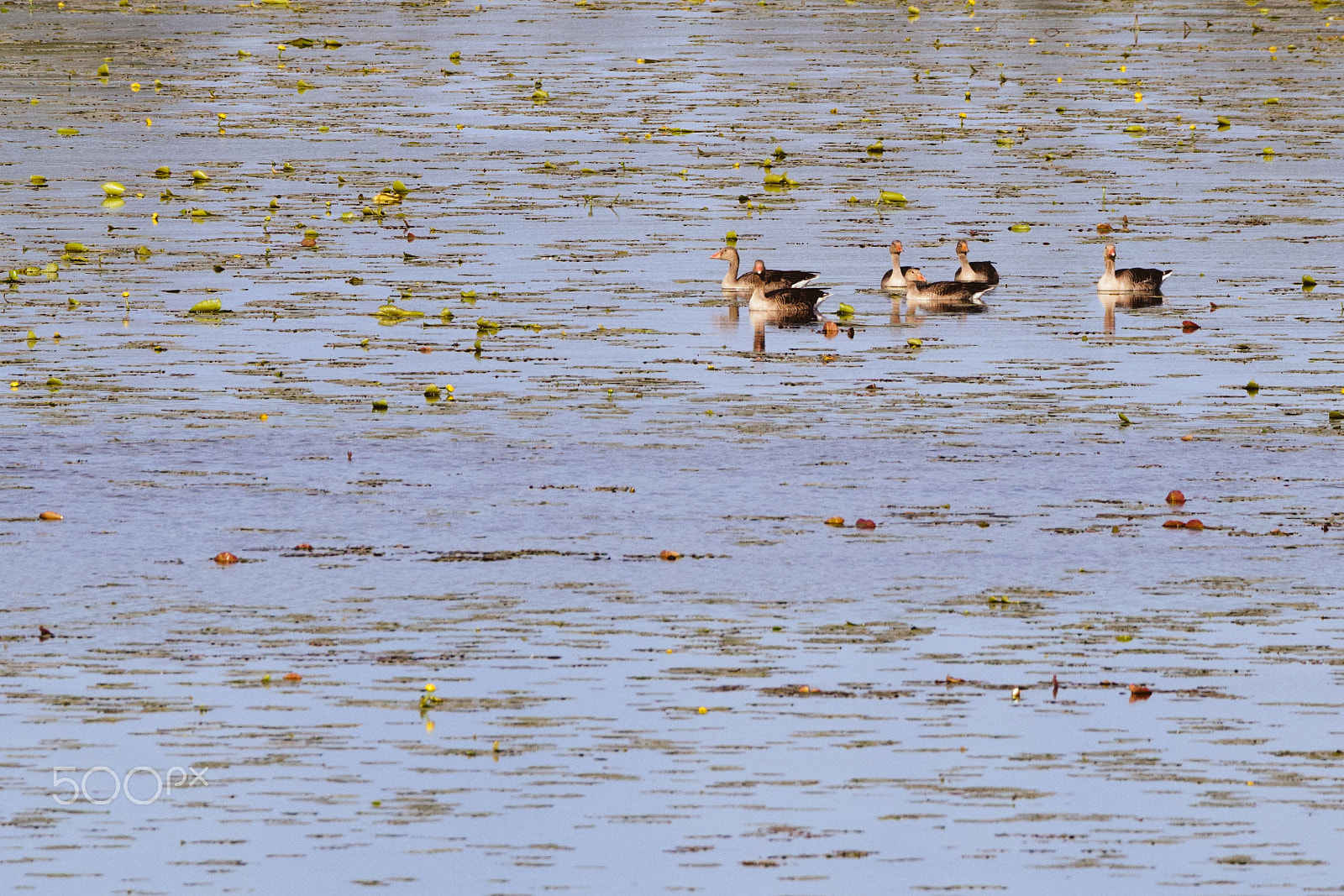Tamron SP 150-600mm F5-6.3 Di VC USD sample photo. A group of canada goose taking a swim photography