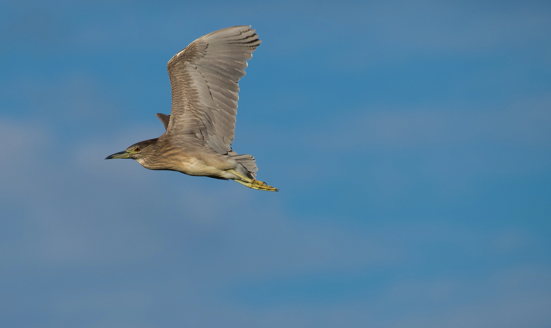 Nikon AF-S Nikkor 200-500mm F5.6E ED VR sample photo. Νυχτοκόρακας photography