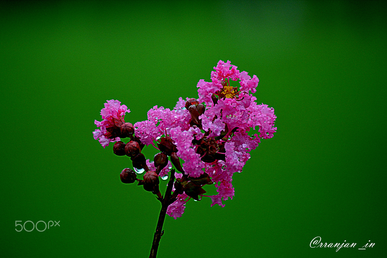 Nikon AF Nikkor 70-300mm F4-5.6G sample photo. Flower and rain drops photography