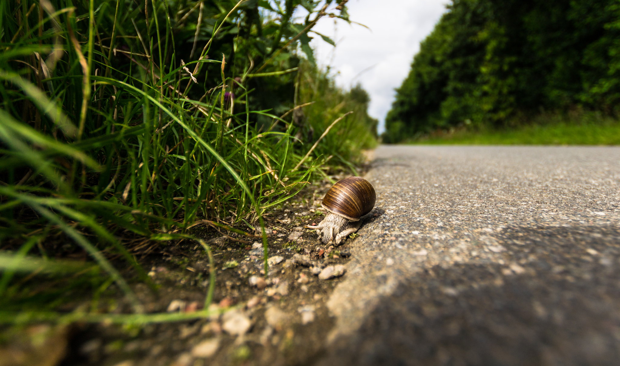 Nikon D3100 + Sigma 10-20mm F3.5 EX DC HSM sample photo. Snail on the wayside photography