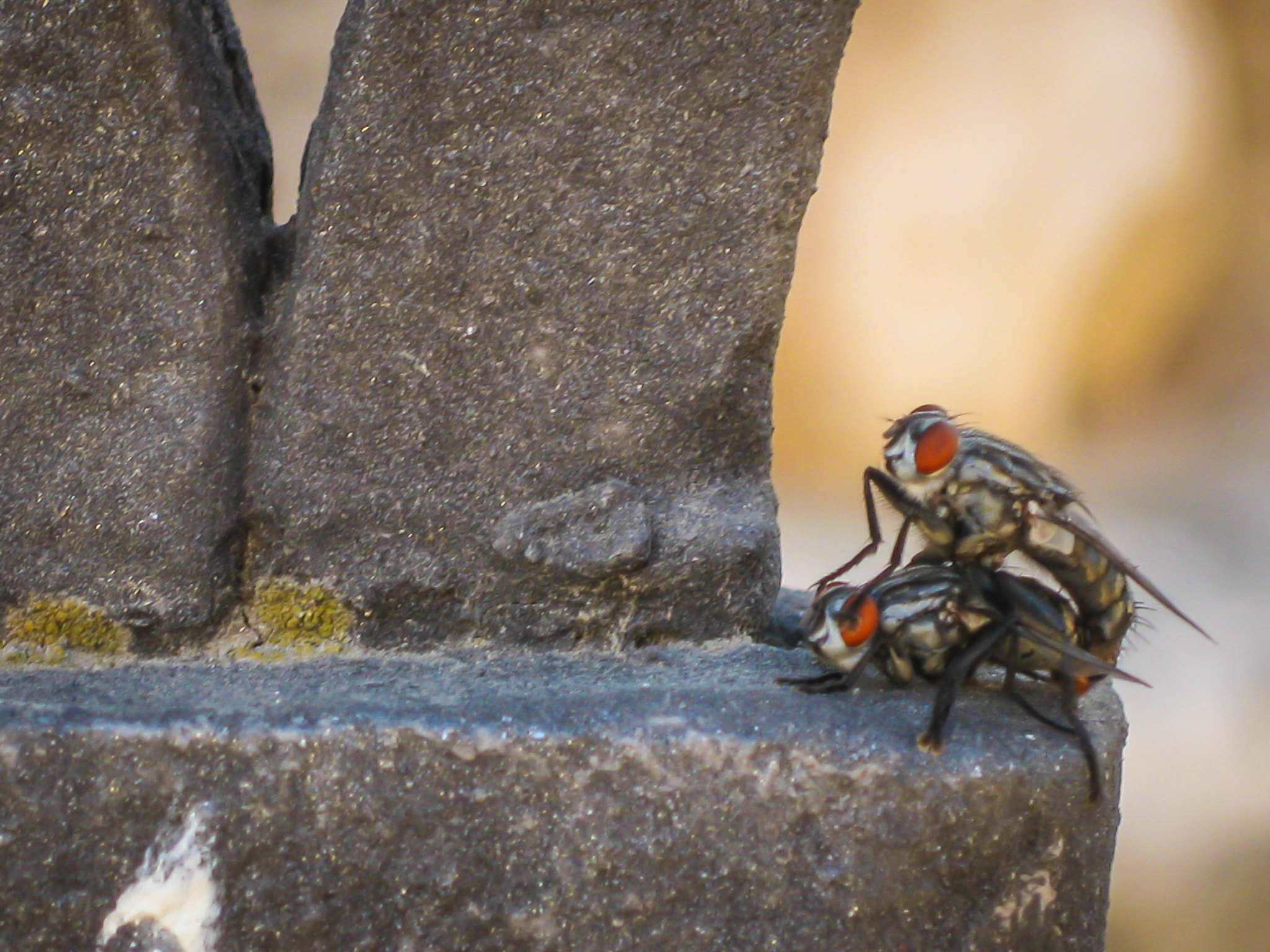 Canon PowerShot SD790 IS (Digital IXUS 90 IS / IXY Digital 95 IS) sample photo. Cordoba (spain) - flys making love photography