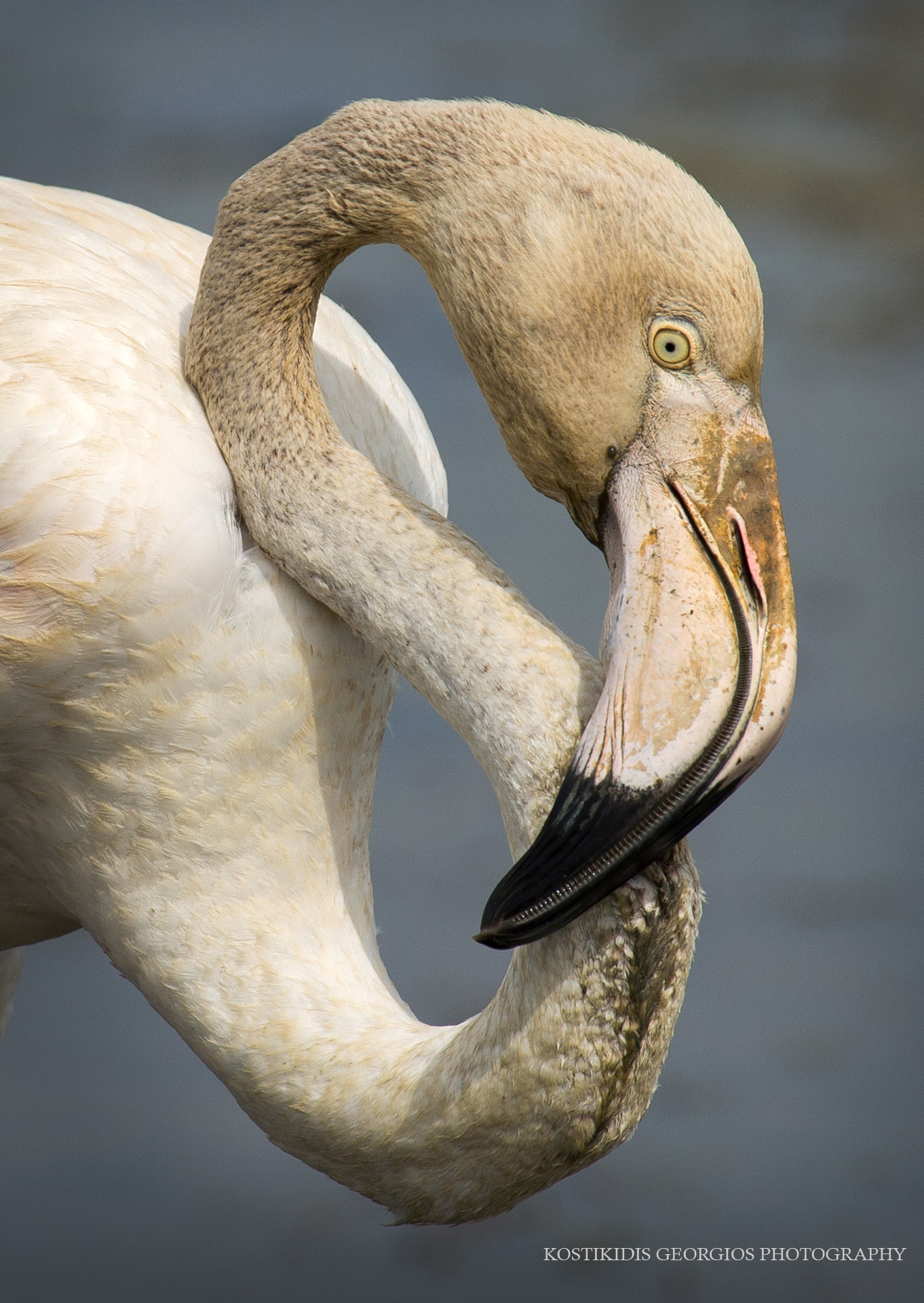 Nikon AF-S Nikkor 200-500mm F5.6E ED VR sample photo. Φοινικόπτερο (phoenicopterus ruber). photography