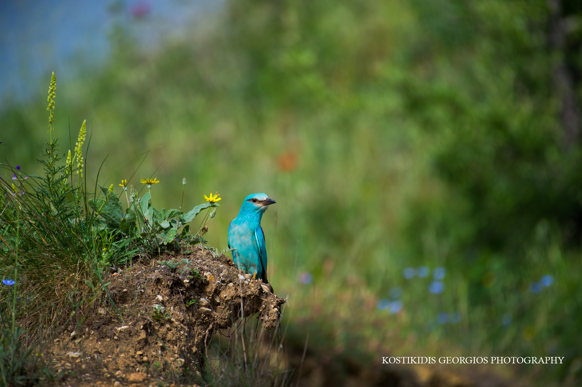 Nikon AF-S Nikkor 200-500mm F5.6E ED VR sample photo. Χαλκοκουρούνα coracias garrulus. photography