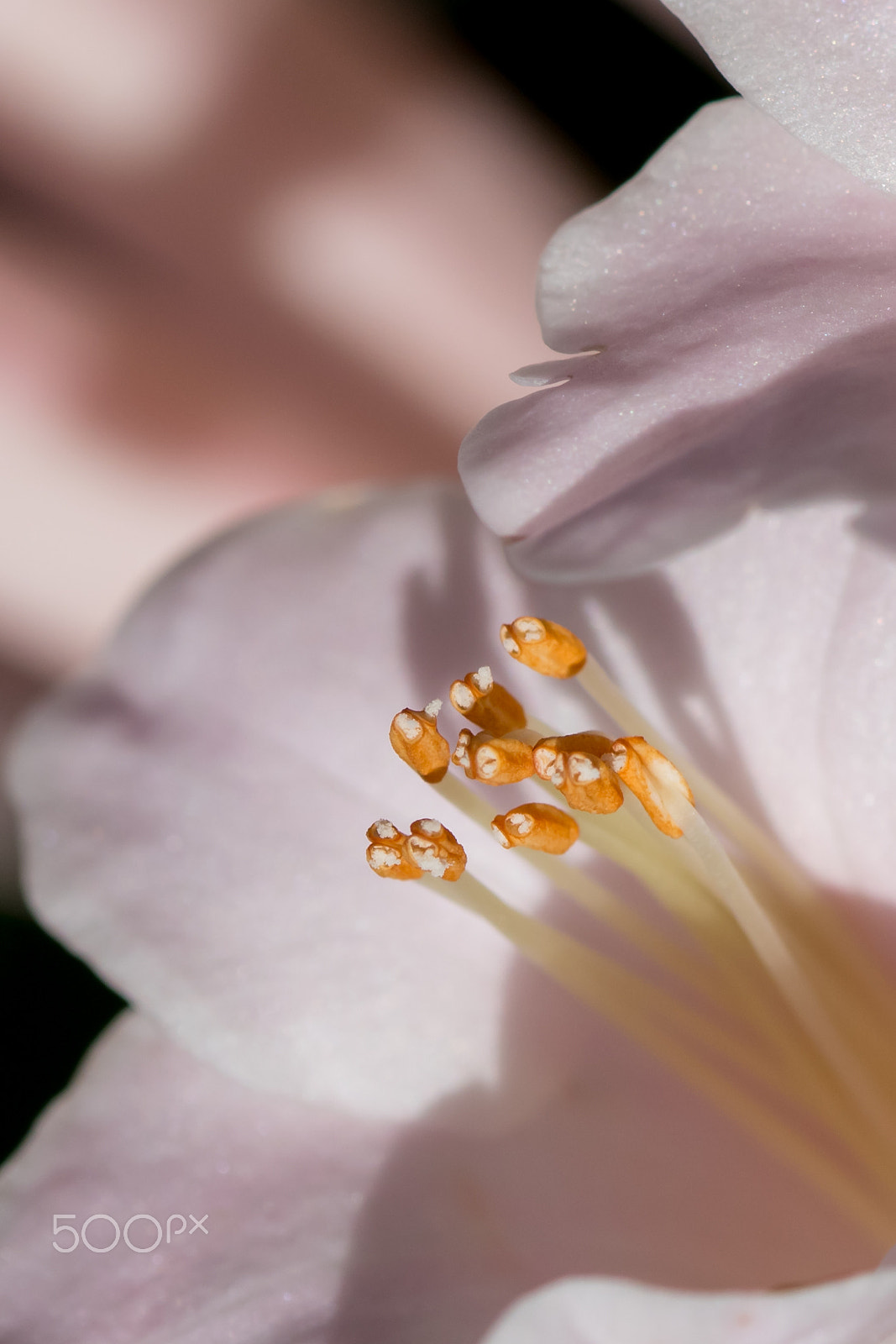 Sigma 105mm F2.8 EX DG OS HSM sample photo. Dsc_0381.jpg photography